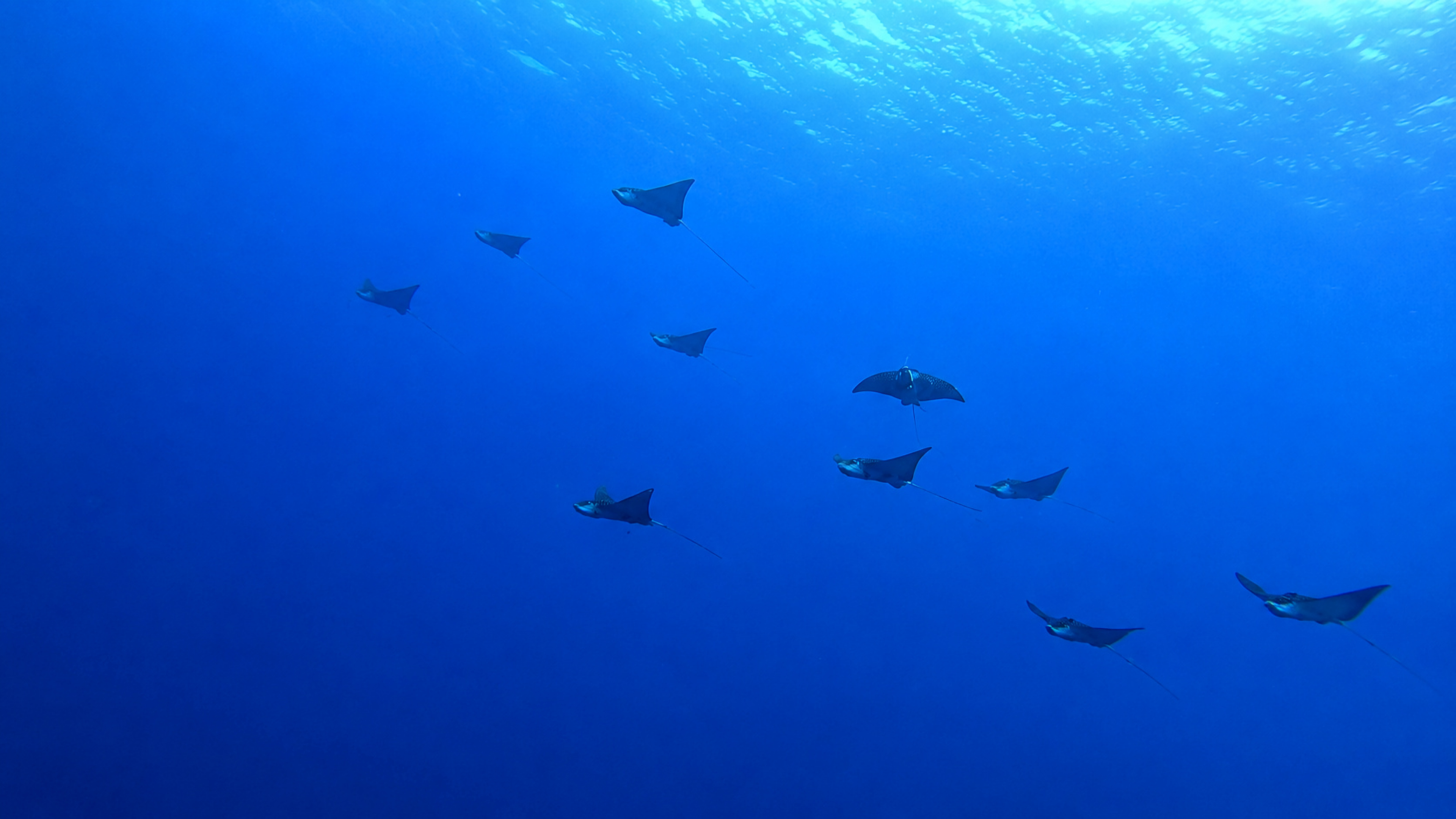 Cantarell Reef marine life and underwater scenery