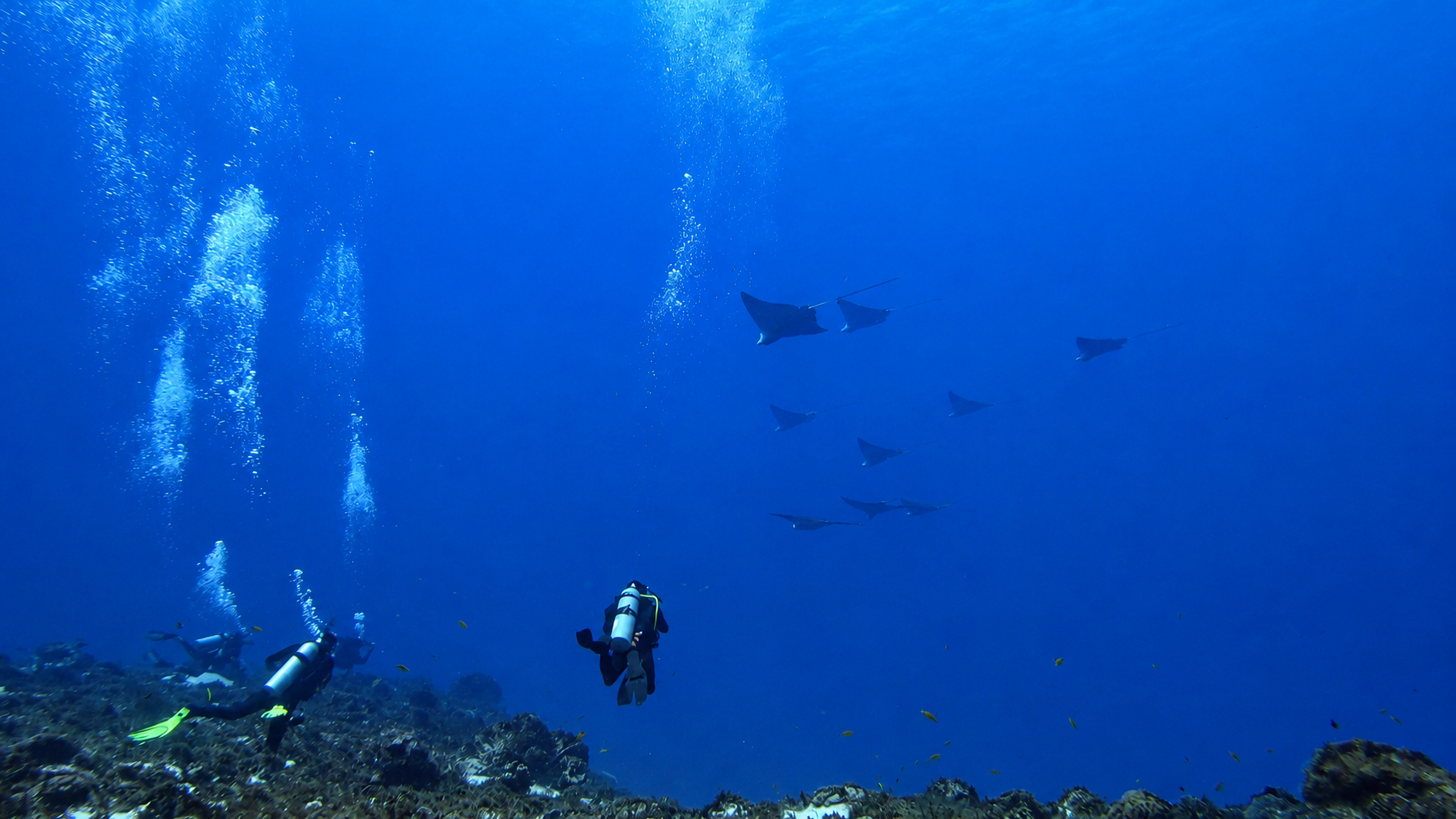 Cantarell Reef marine life and underwater scenery