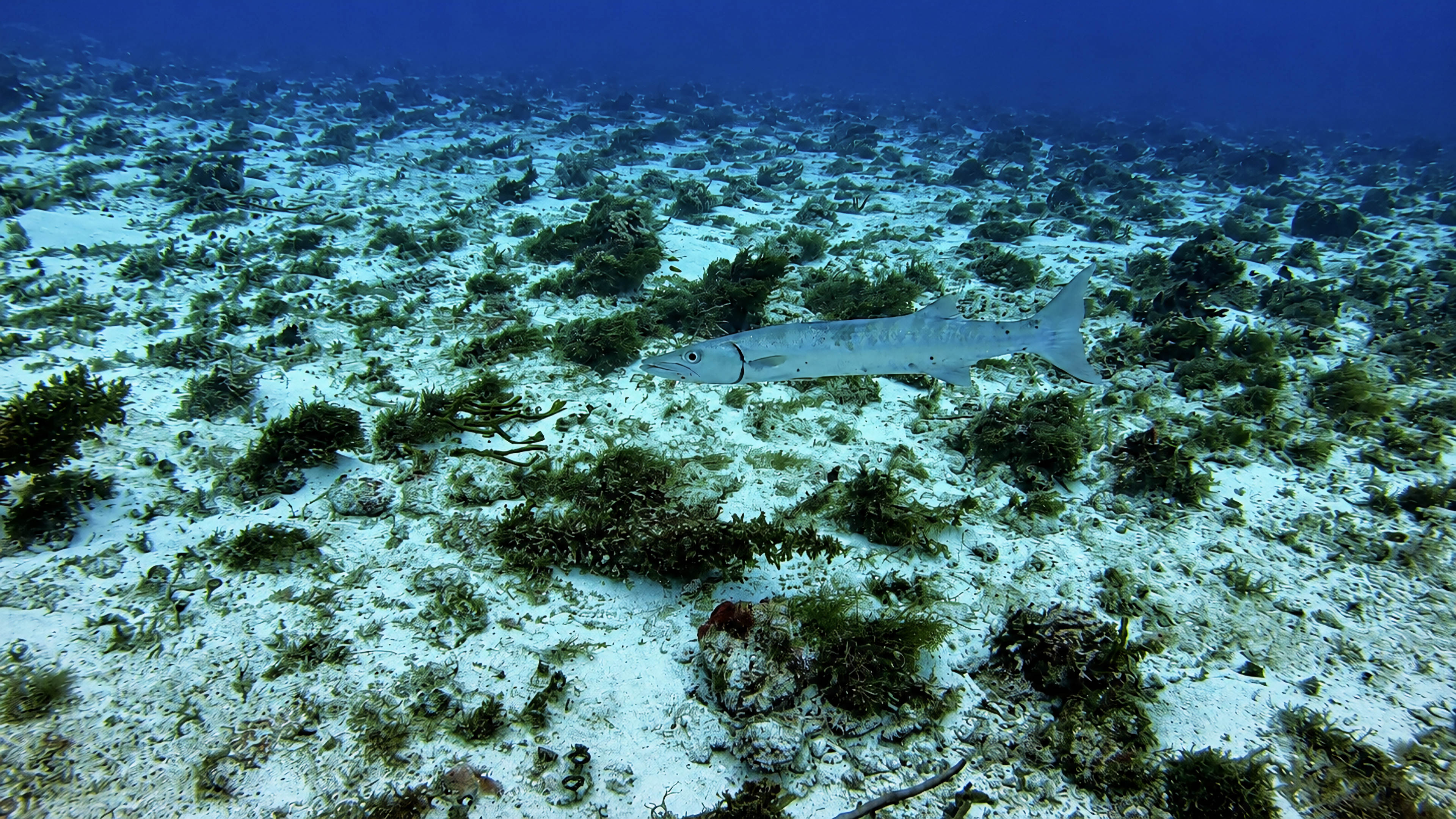 Cantarell Reef marine life and underwater scenery