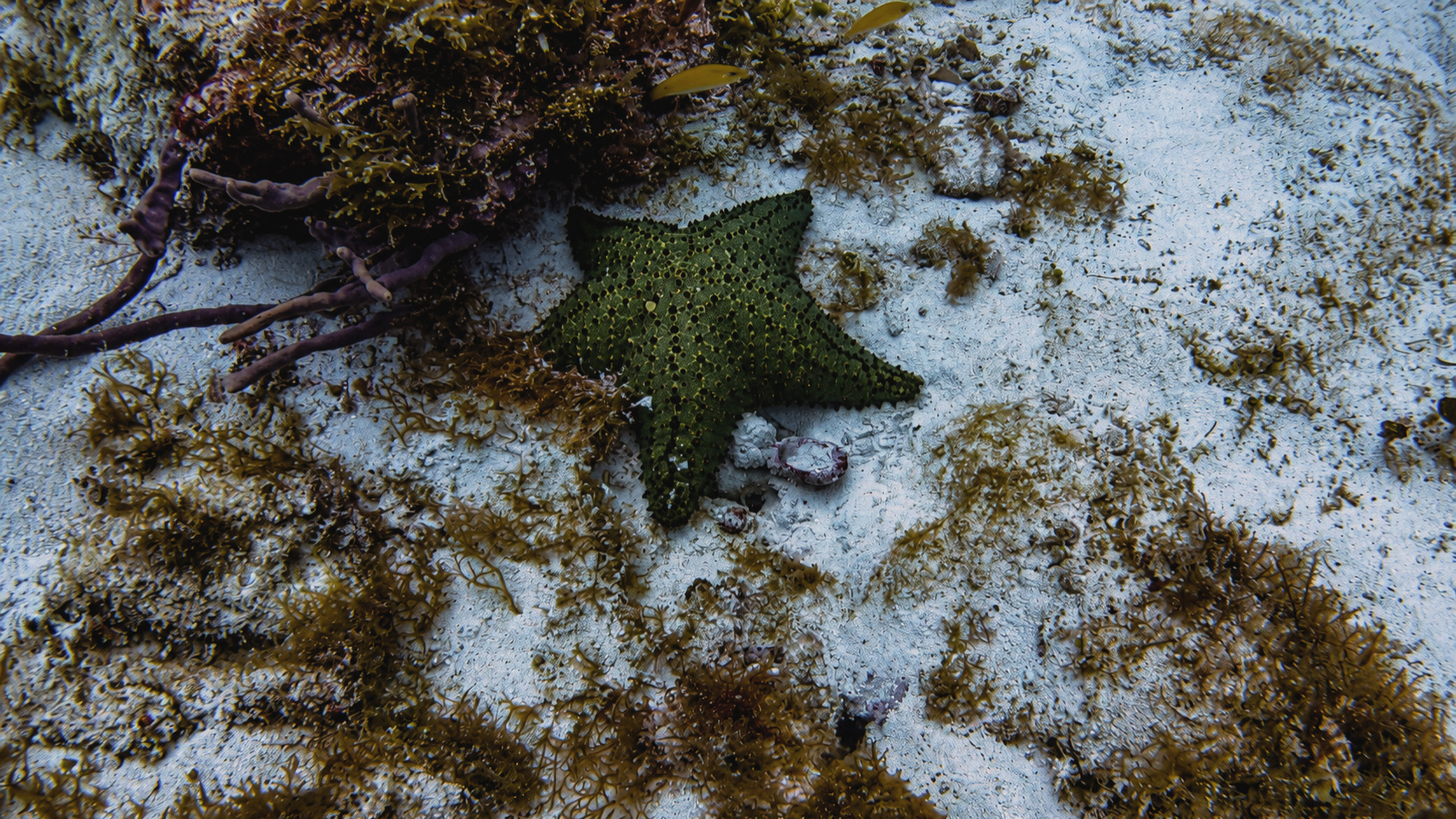 Cantarell Reef marine life and underwater scenery