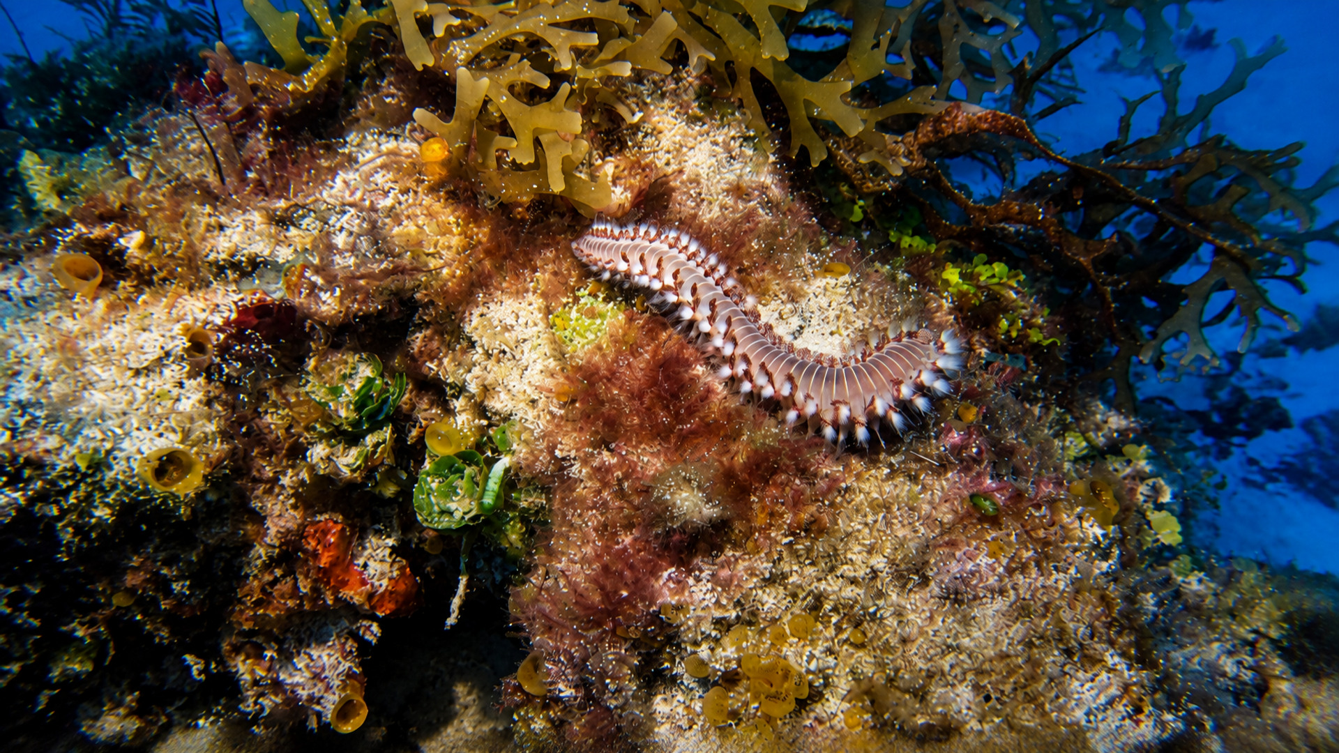 A bearded fireworm on the reef at Cantarell