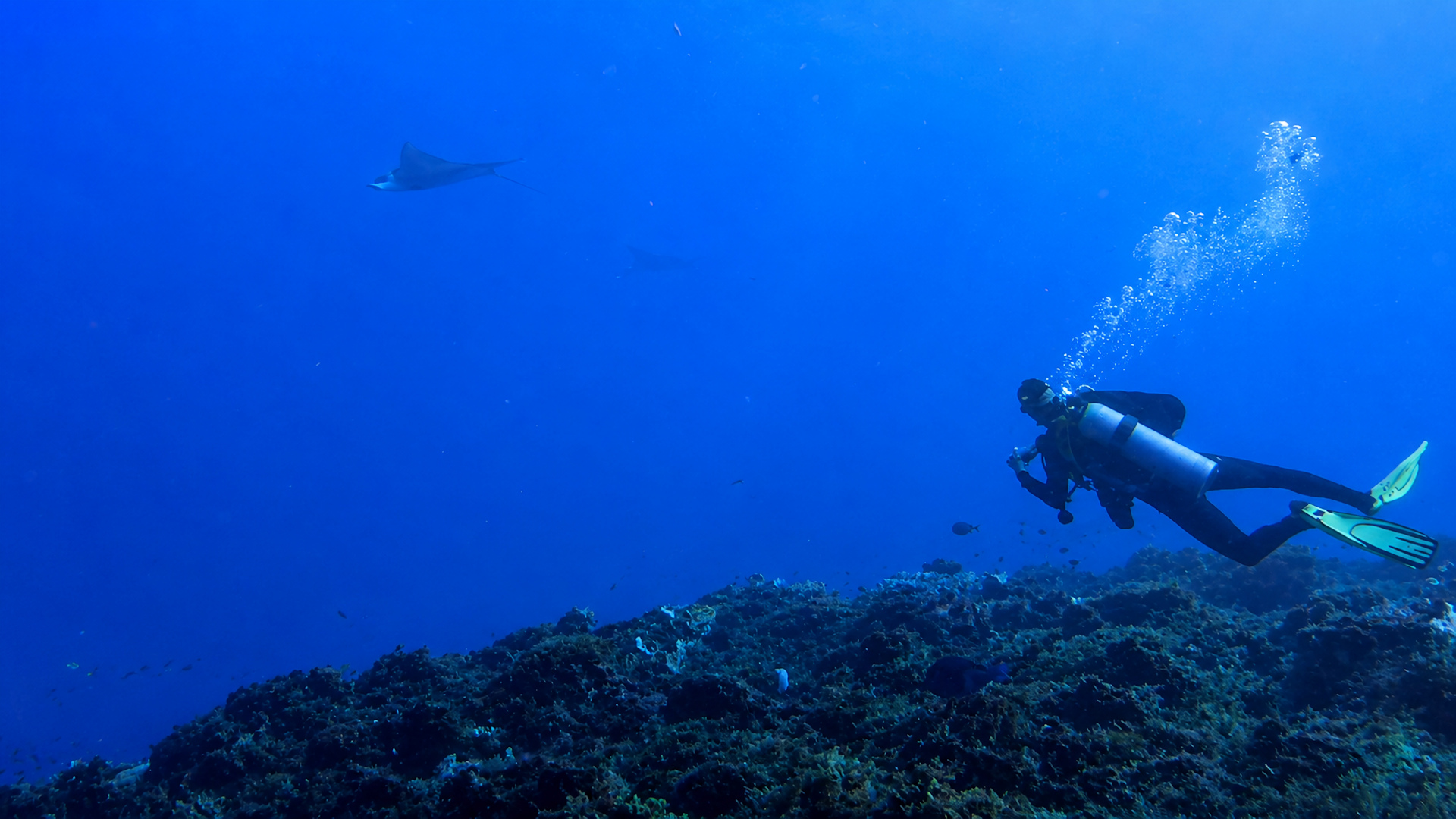 Eagle rays appearing in the blue beyond Cantarell Reef
