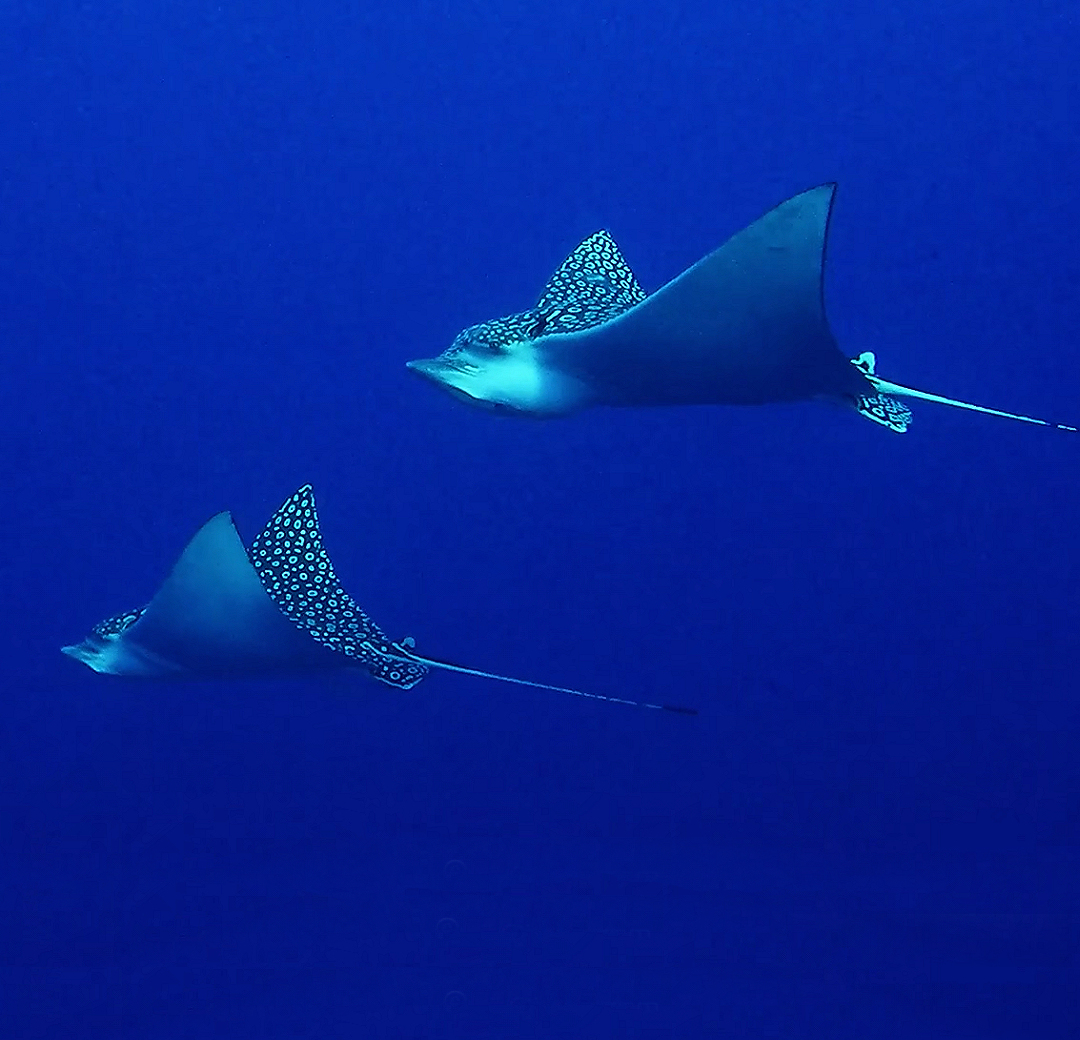 Cantarell Eagle Ray Wall