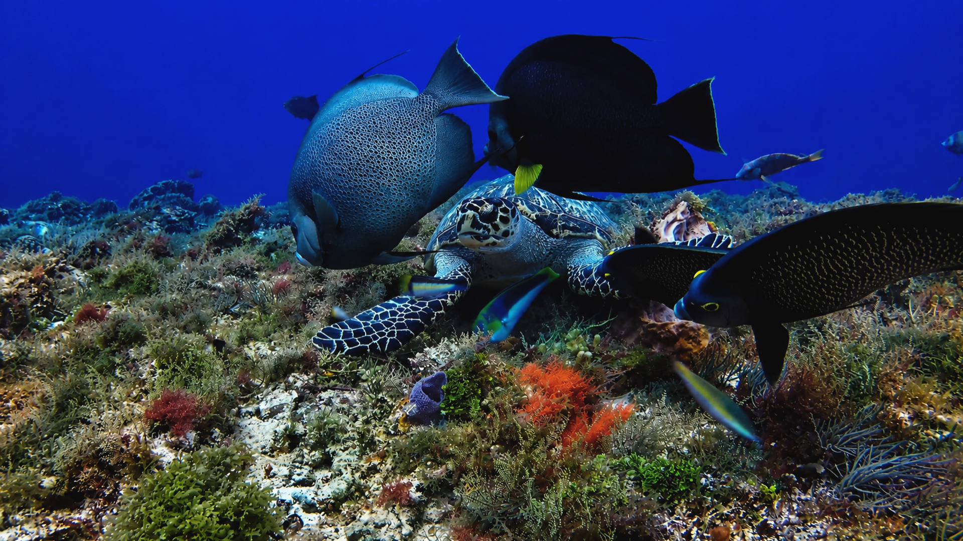 Sea turtle surrounded by angelfish and reef fish at Paso del Cedral