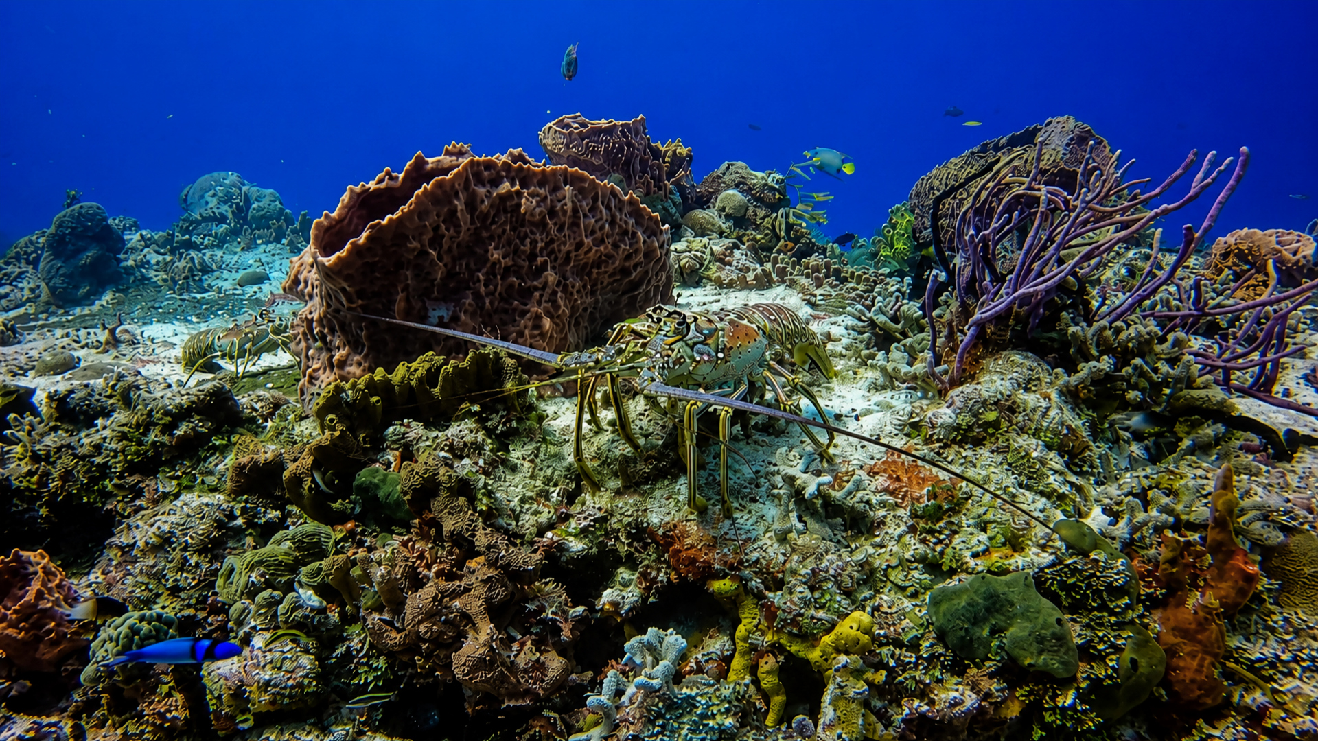 Spiny lobsters among barrel sponges on the reef