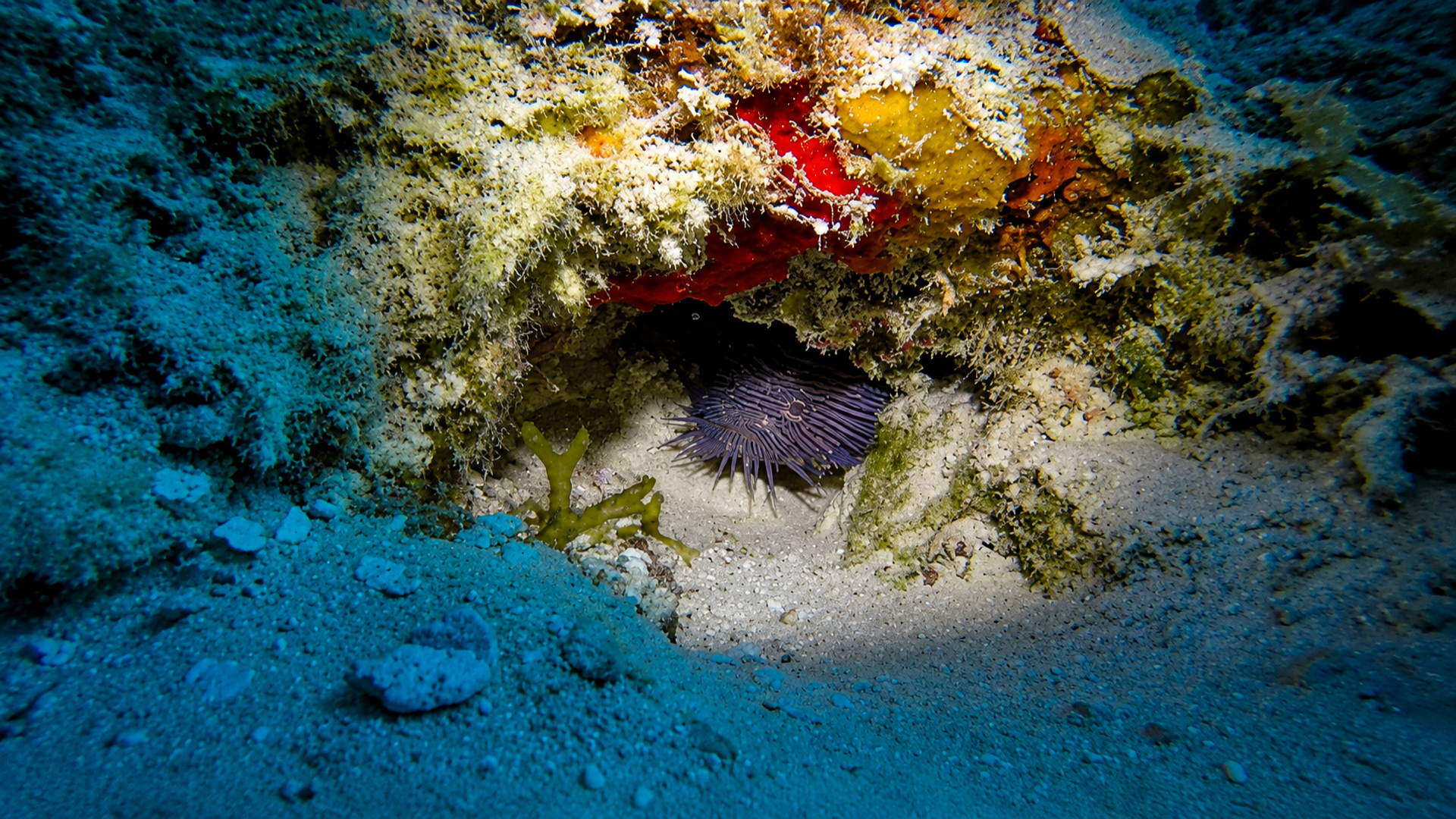 Sea urchin hidden beneath a reef overhang