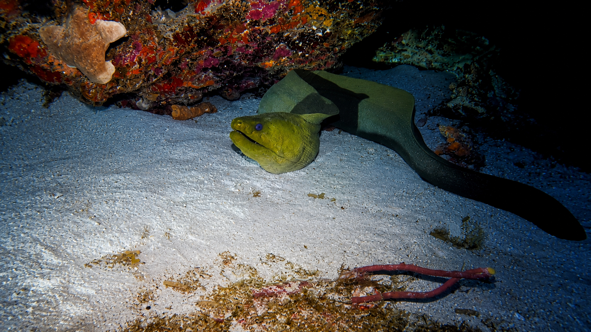 Green moray eel resting on sand beneath a ledge