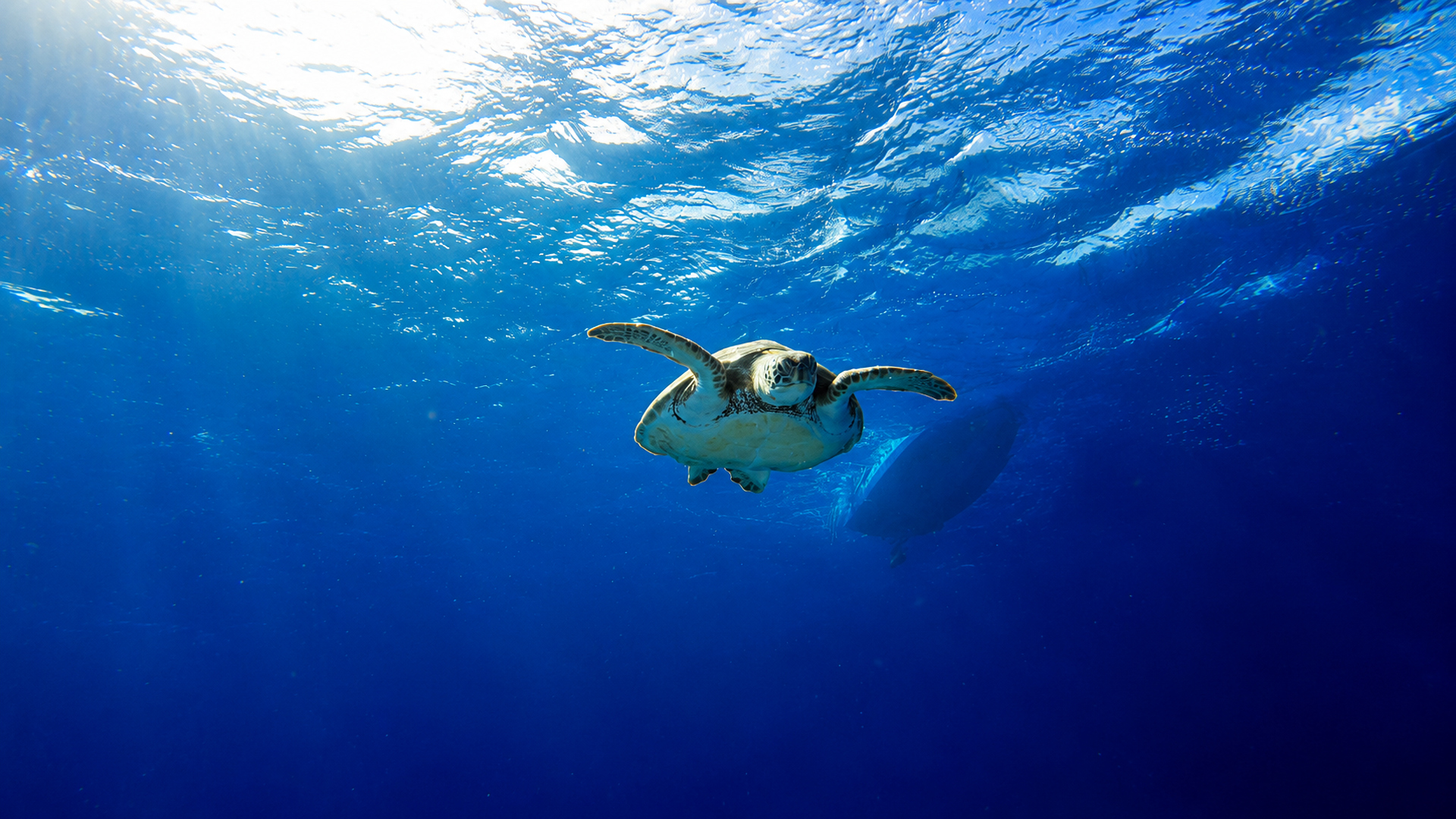 Sea turtle swimming through clear blue water near the surface