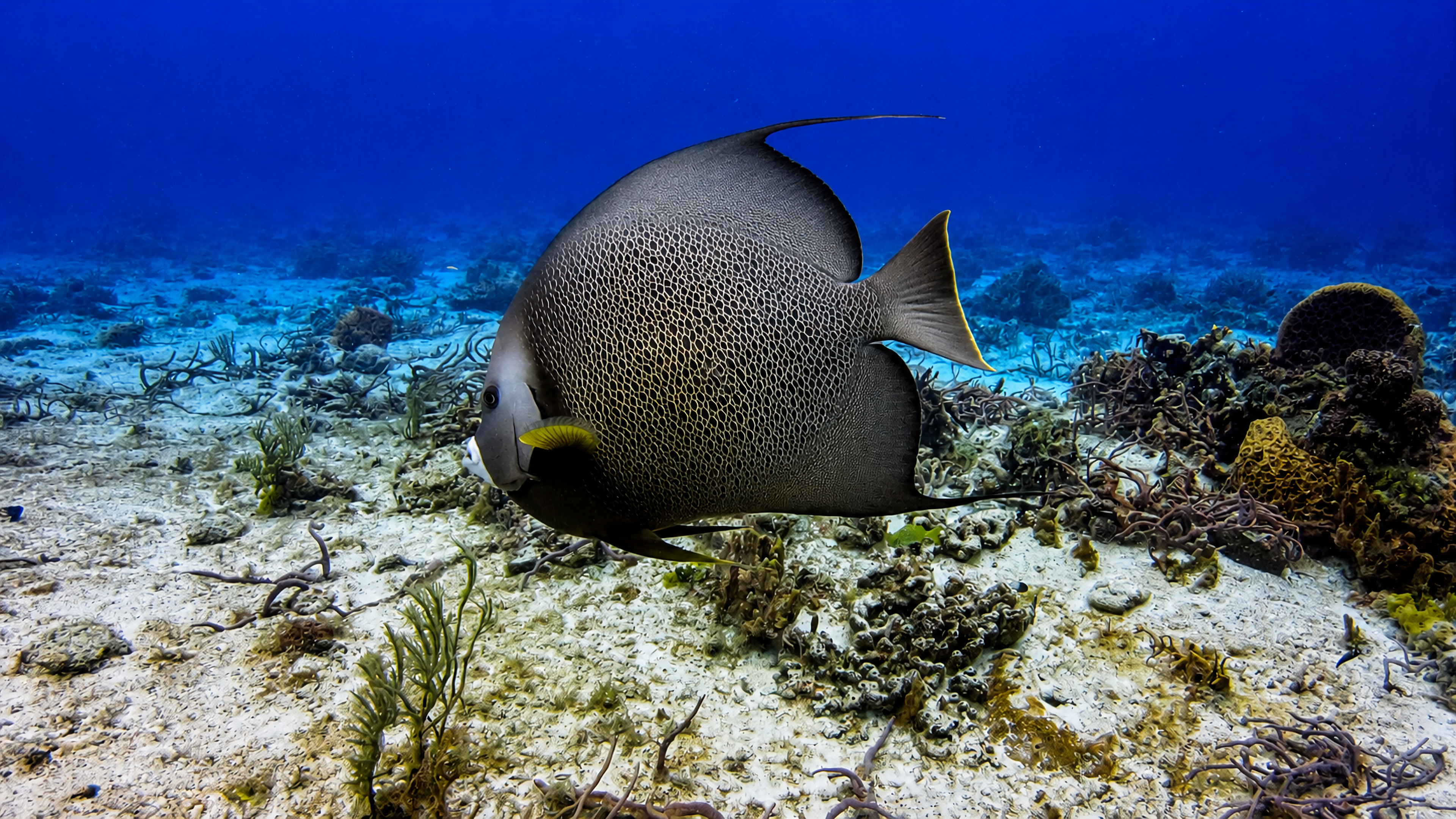 French angelfish crossing the reef at Paso del Cedral