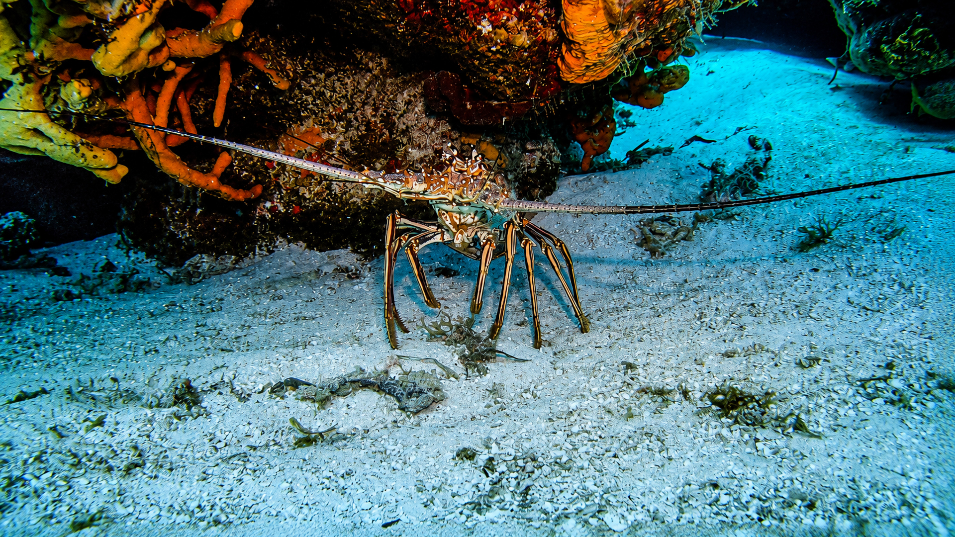Spiny lobster beneath a reef ledge