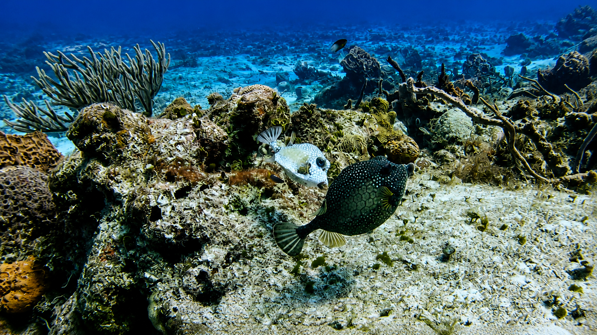 Two trunkfish swimming over coral rubble