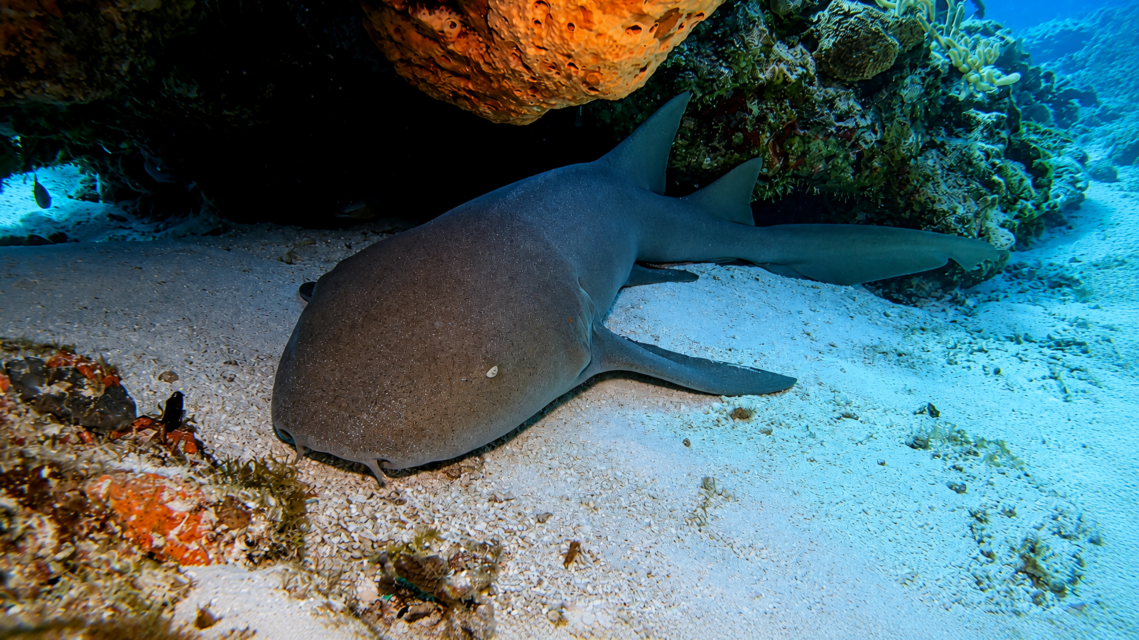 Nurse shark resting on sand beneath a coral overhang