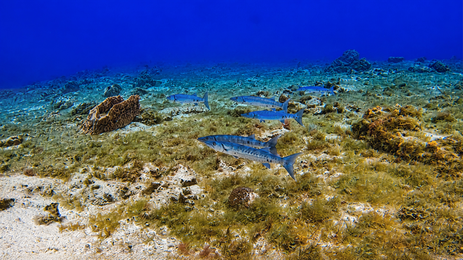 Group of barracuda over the sandy bottom
