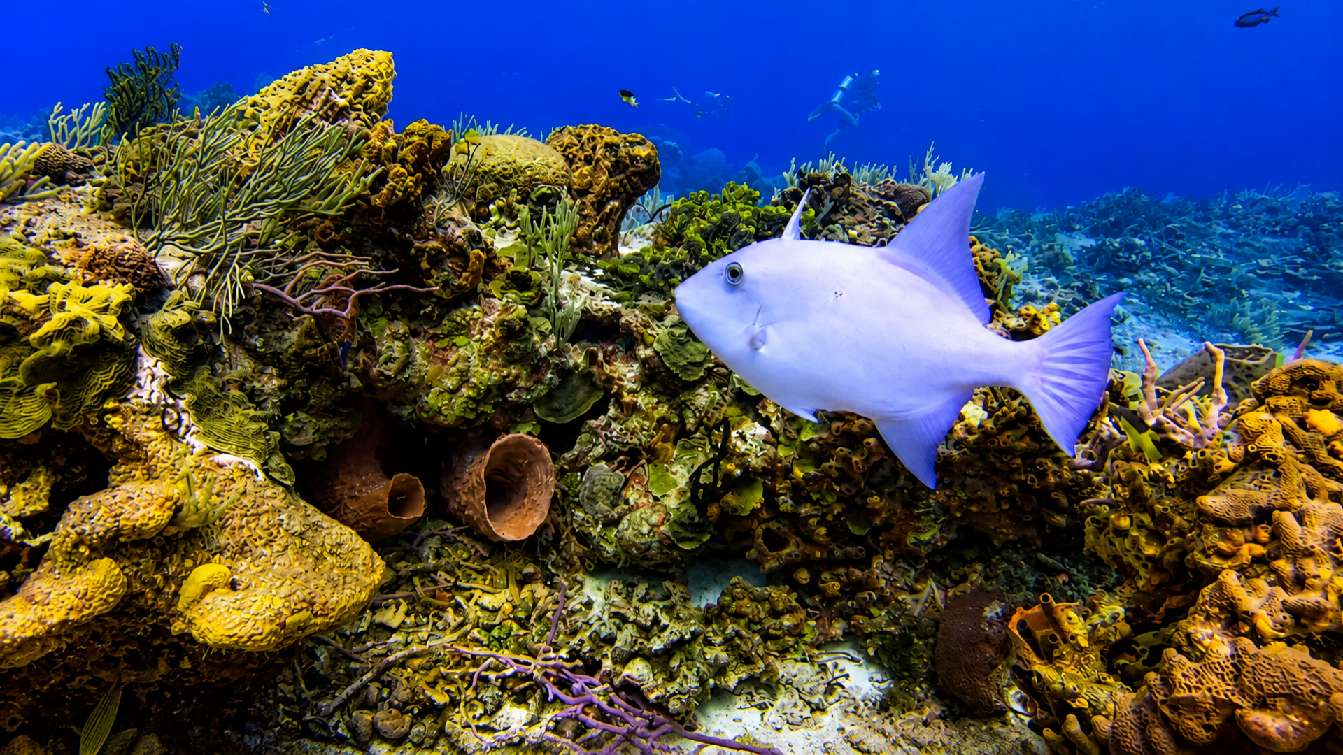 White triggerfish swimming beside a colorful coral reef