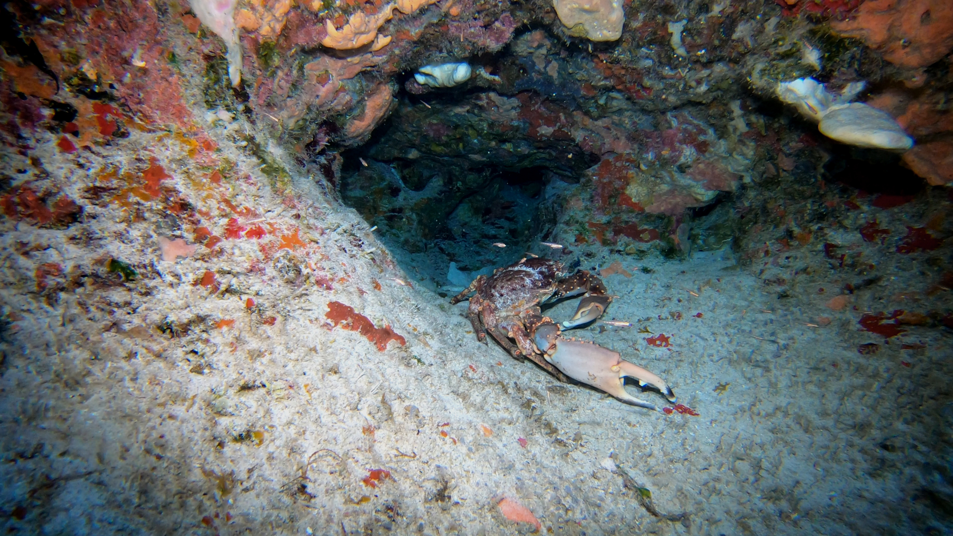 Large crab resting at the entrance to a reef crevice