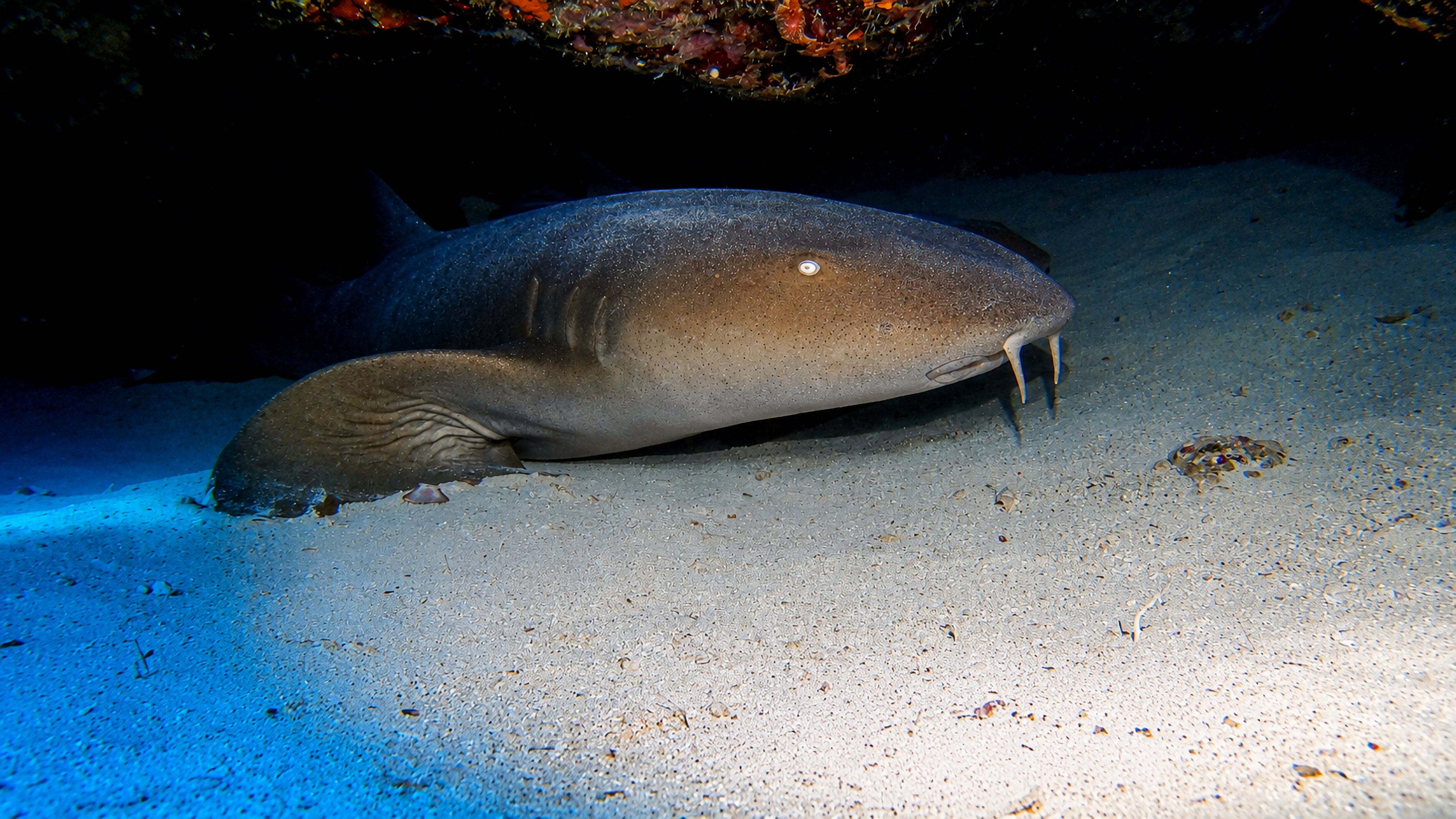 Close view of a nurse shark resting beneath a reef ledge