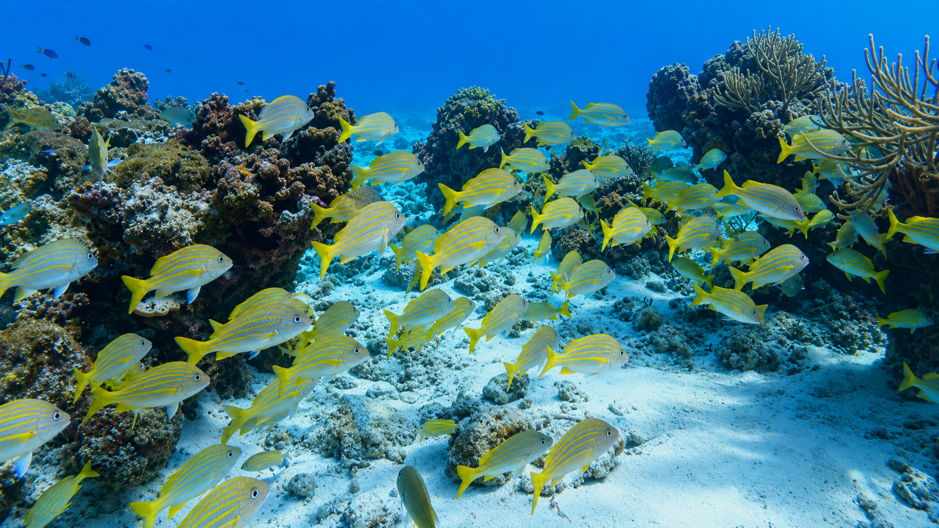 Chankanaab Bolones reef in Cozumel