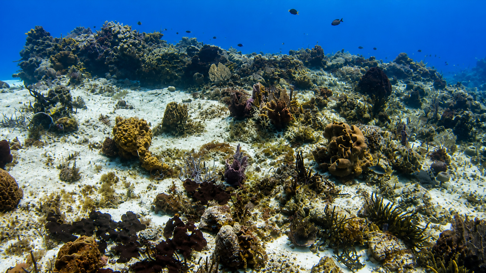 Chankanaab Reef in Cozumel