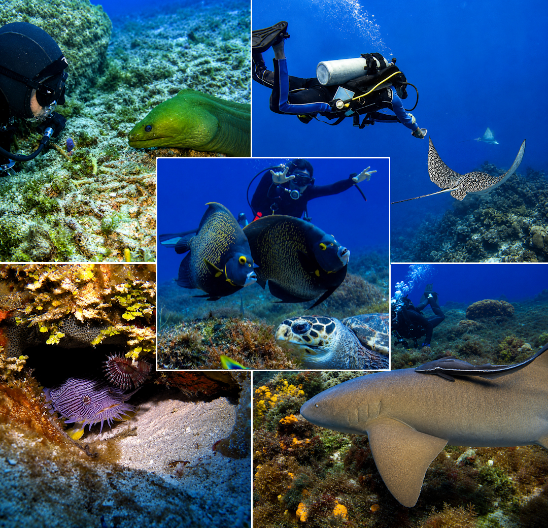 Underwater Gallery Image