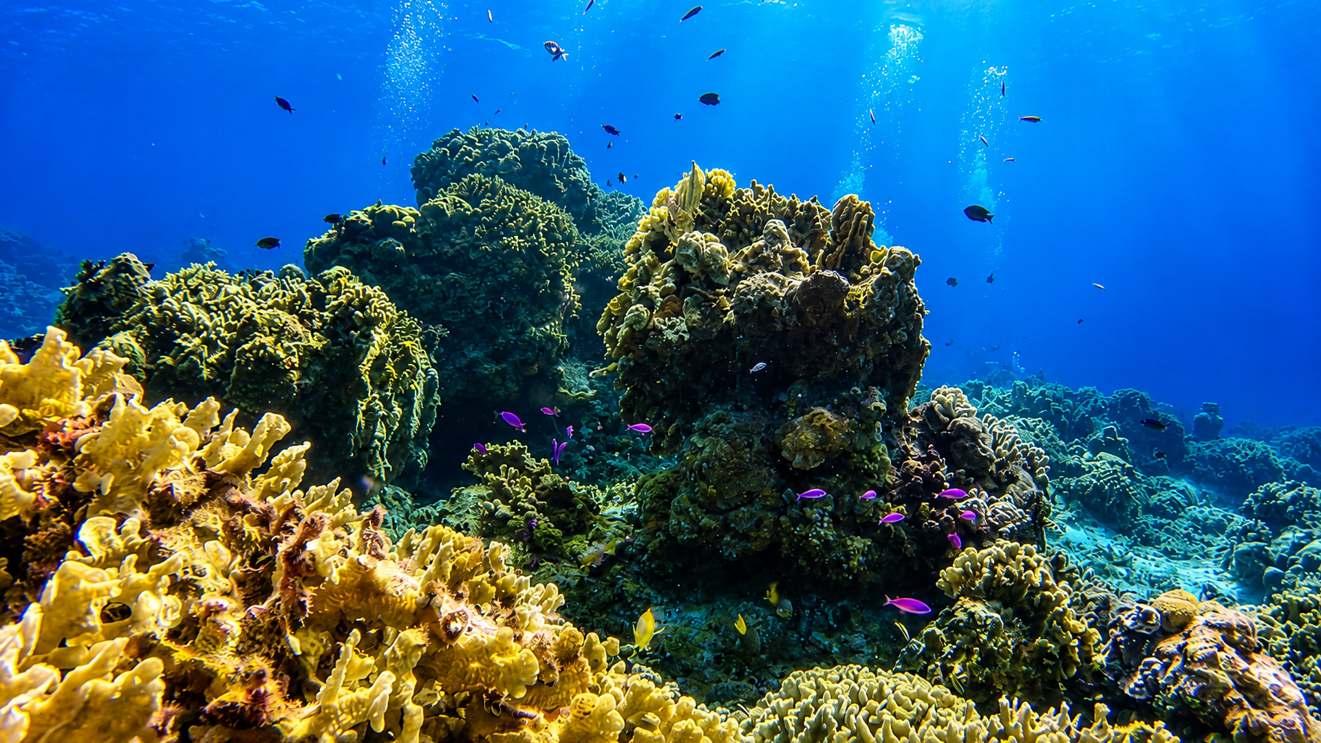 Columbia Shallows reef in Cozumel