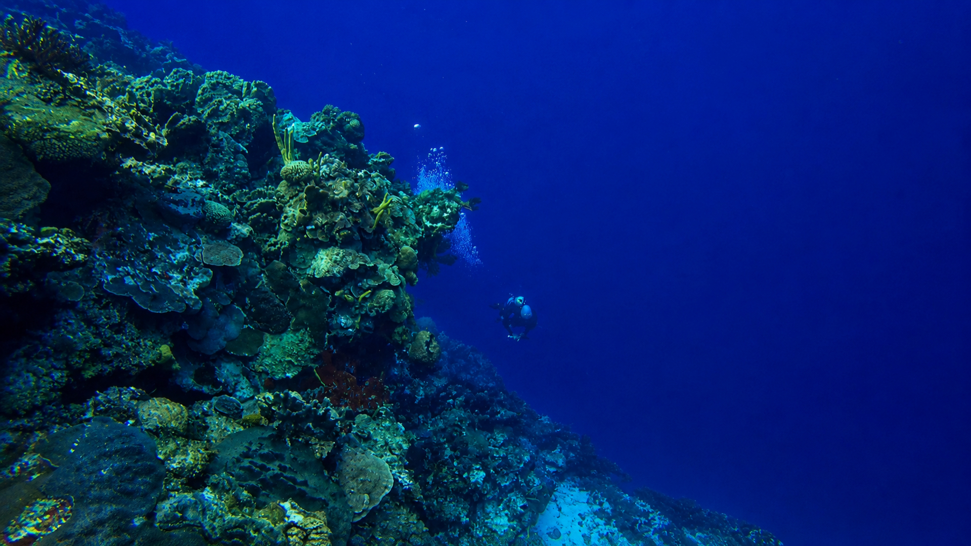 Divers drifting near a reef wall with blue water beyond