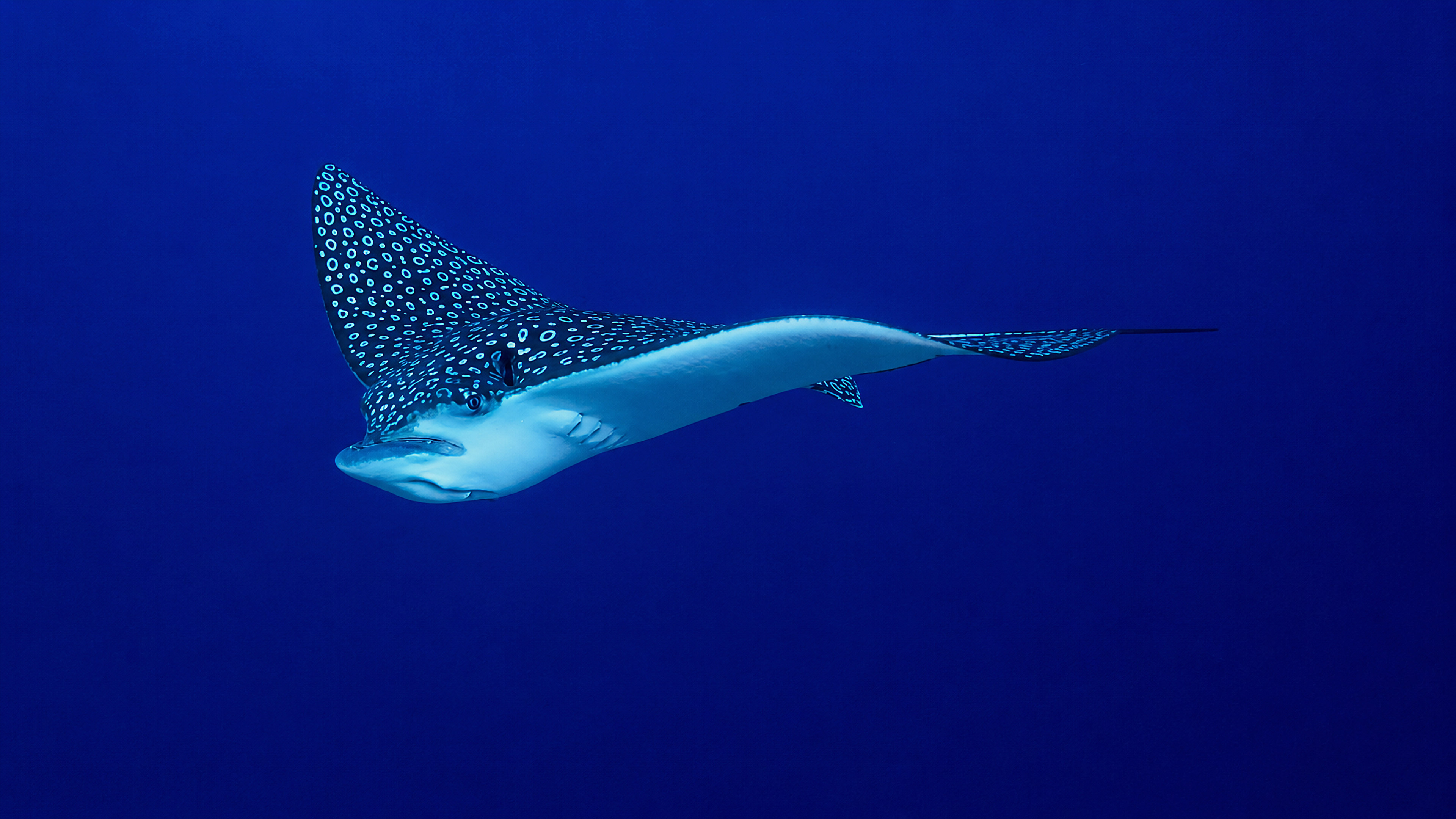 Spotted eagle ray gliding through open blue water