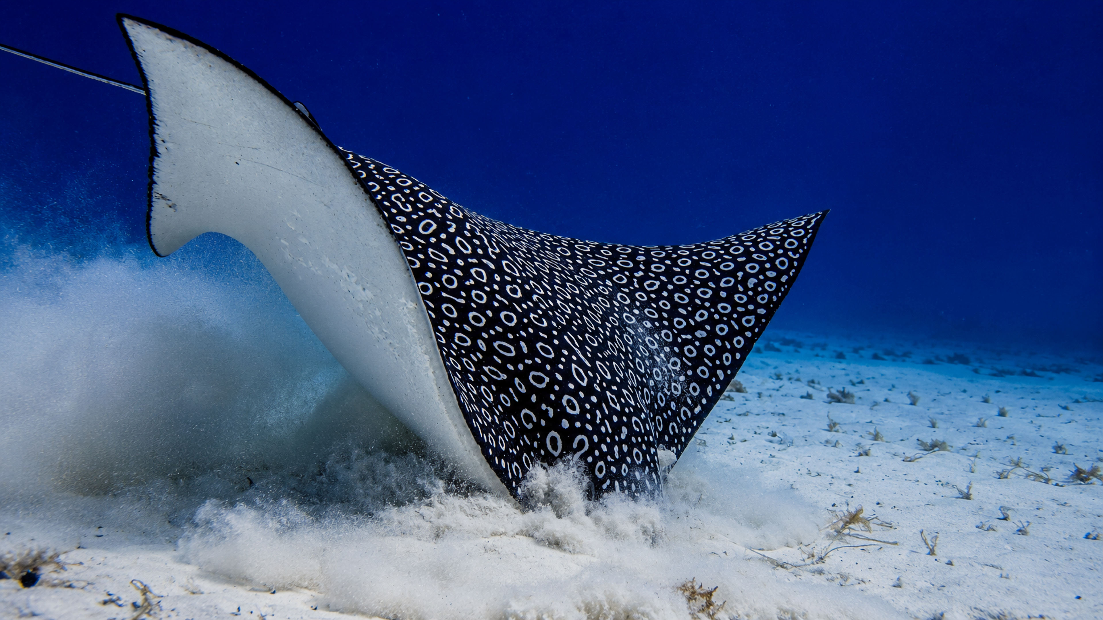 Spotted eagle ray stirring up sand while feeding