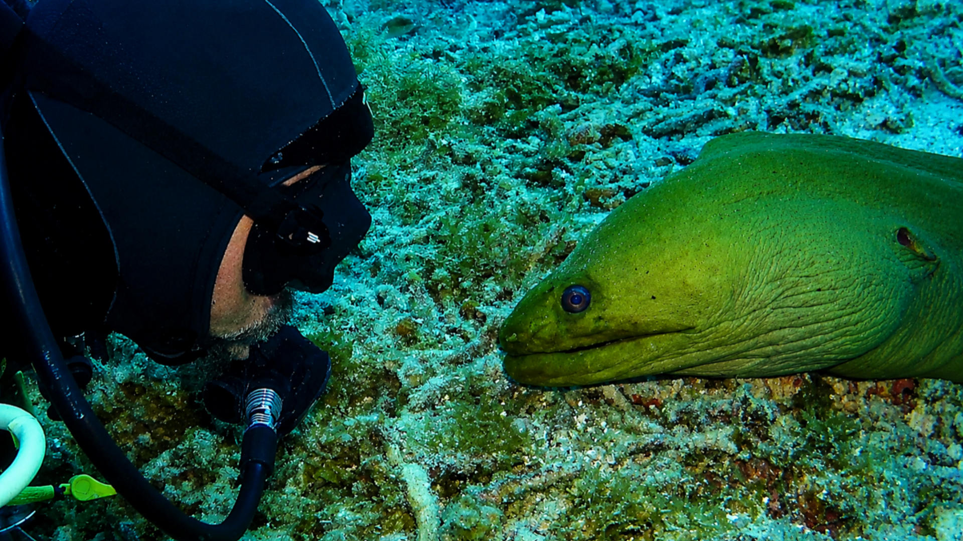 A diver calmly observing a Green Moray on the reef