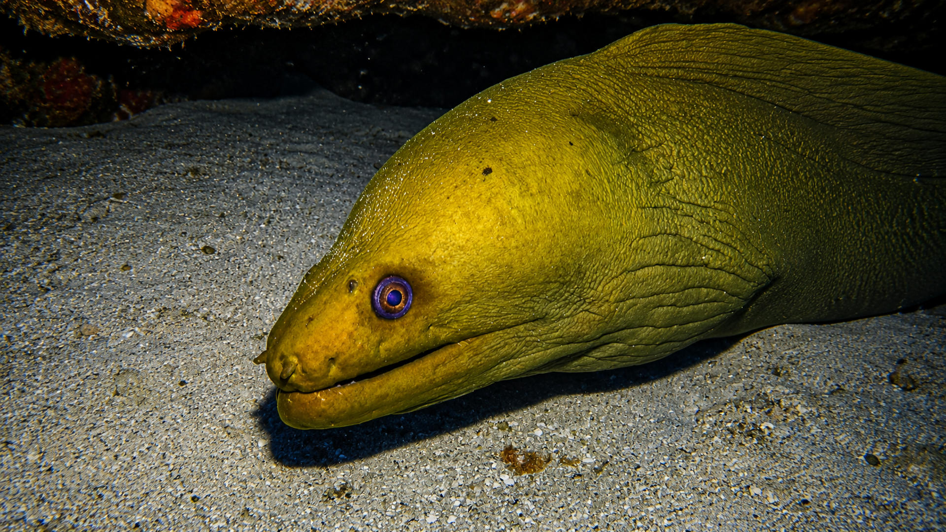 A Green Moray resting beneath a reef ledge