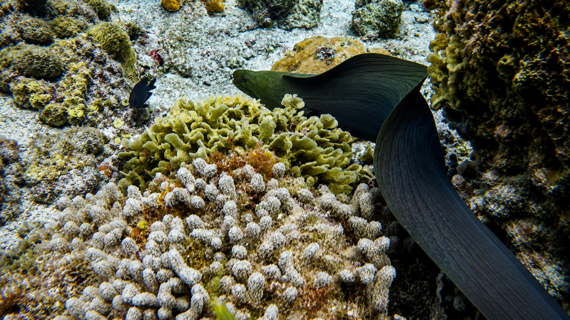 A Green Moray among coral and sandy patches