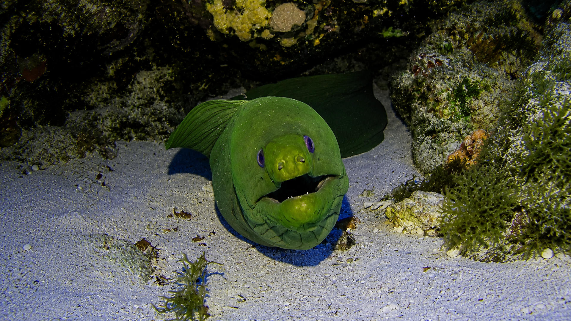 A front-facing Green Moray in a reef crevice