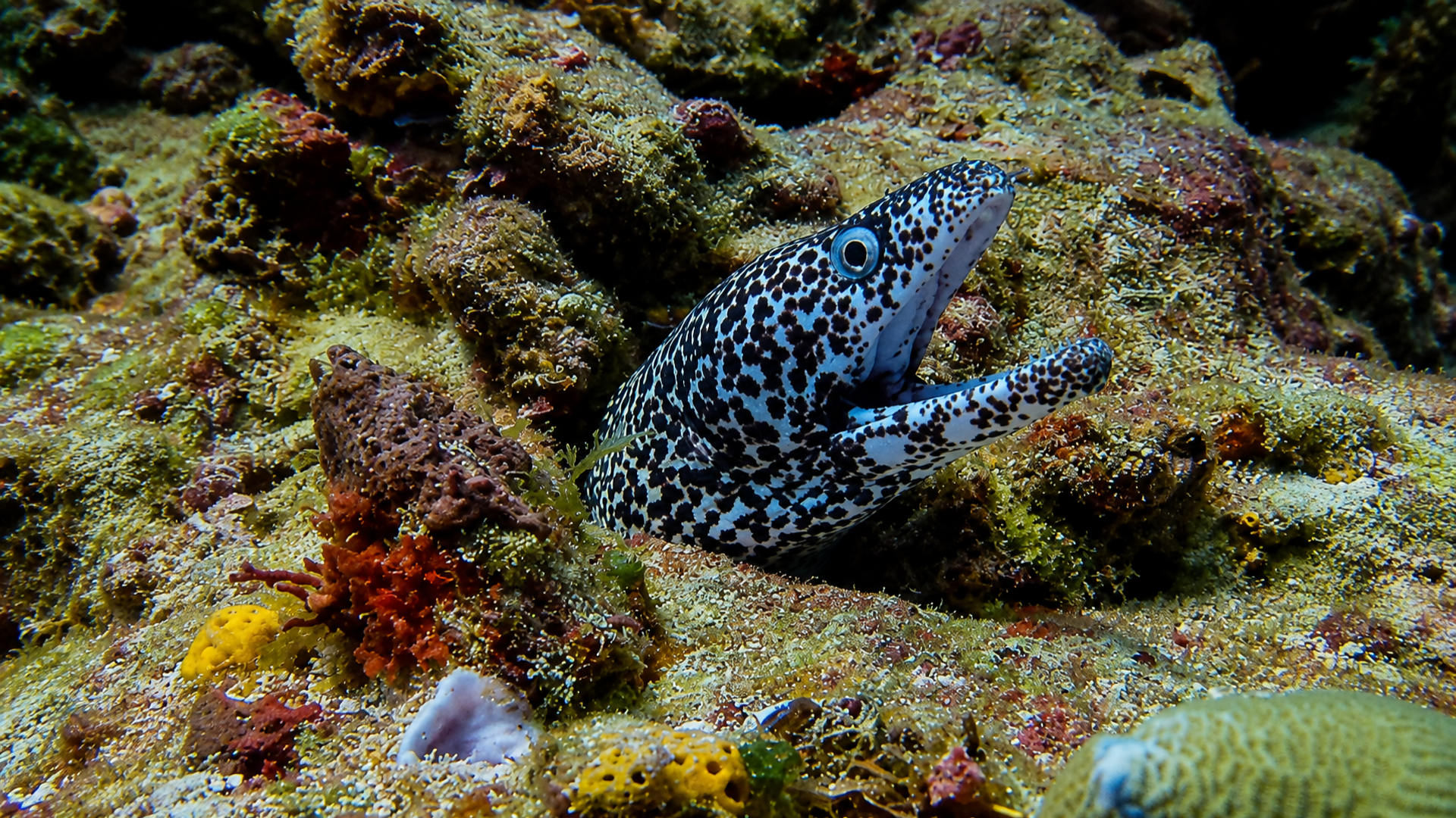 A Spotted Moray emerging from the reef
