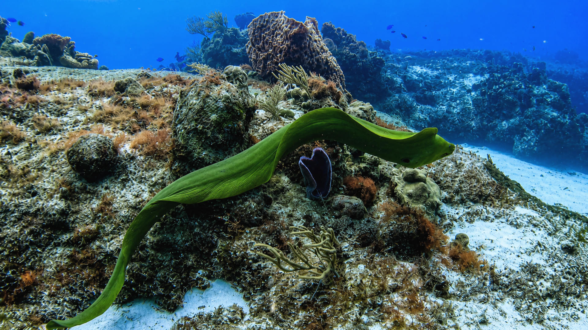 A Green Moray moving across a reef in blue water