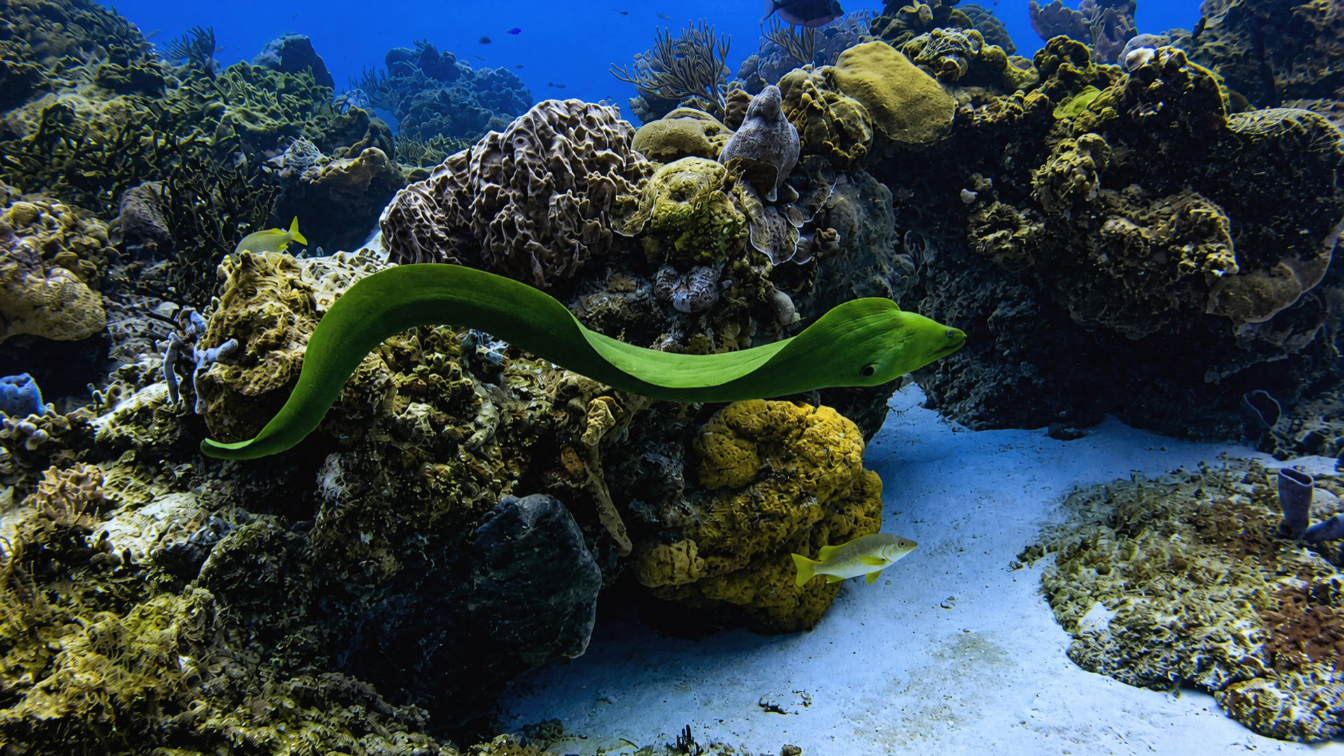 A Green Moray curving through a coral reef