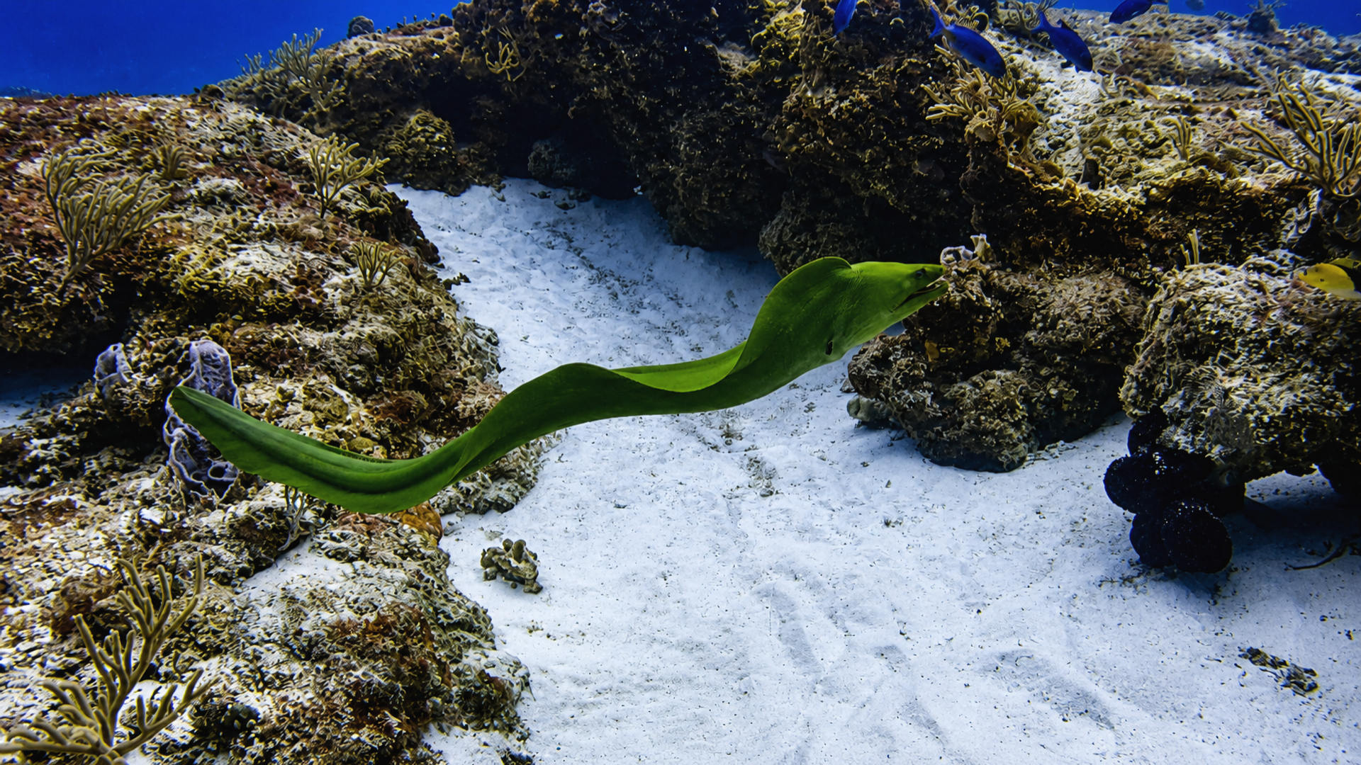 A Green Moray crossing pale sand beside coral