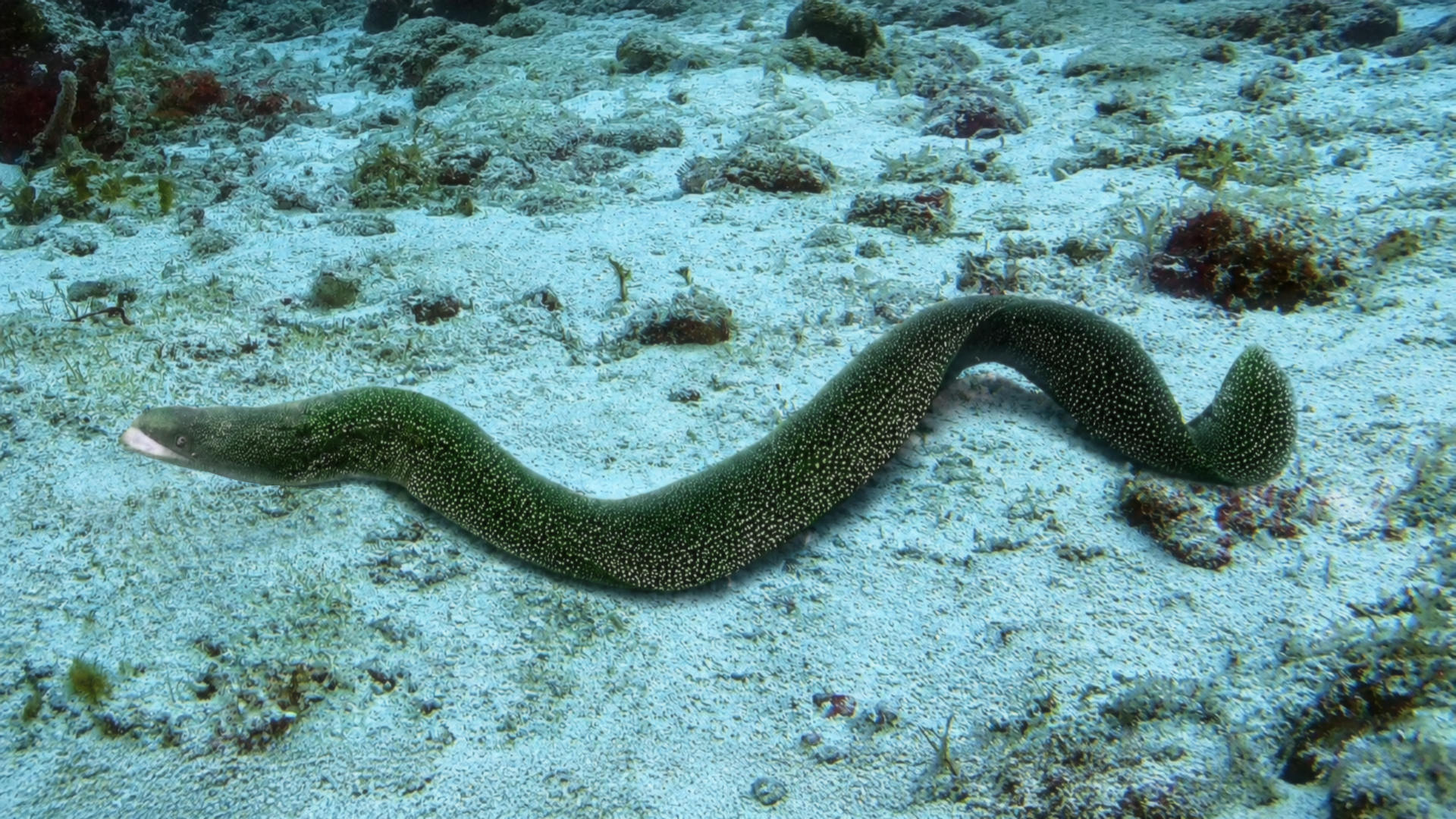 A Gold-spotted Moray stretched across a sandy bottom