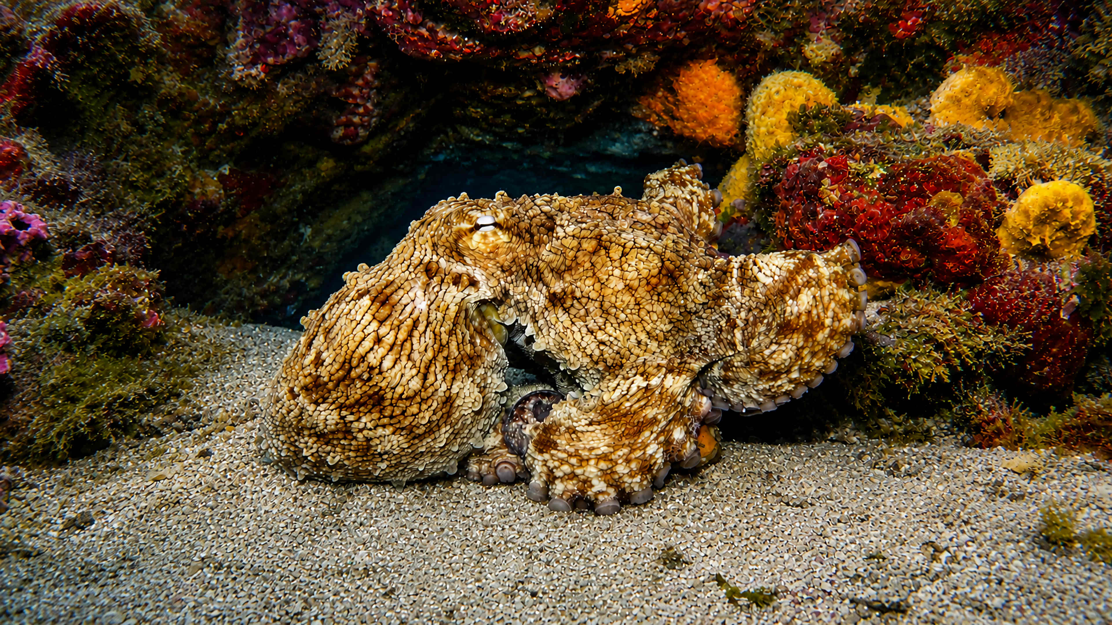 Octopus on sand near a reef ledge