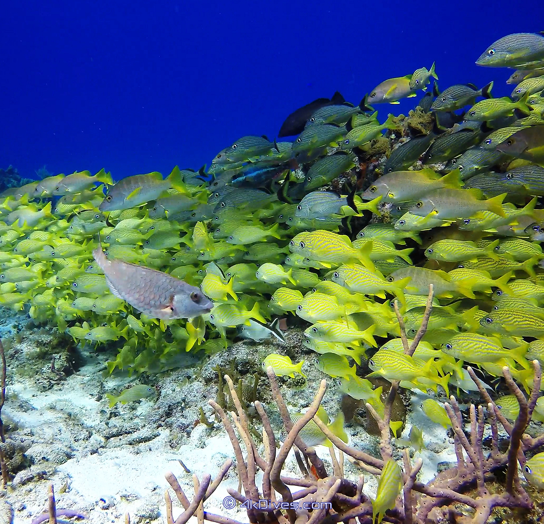 Cedral Reef
