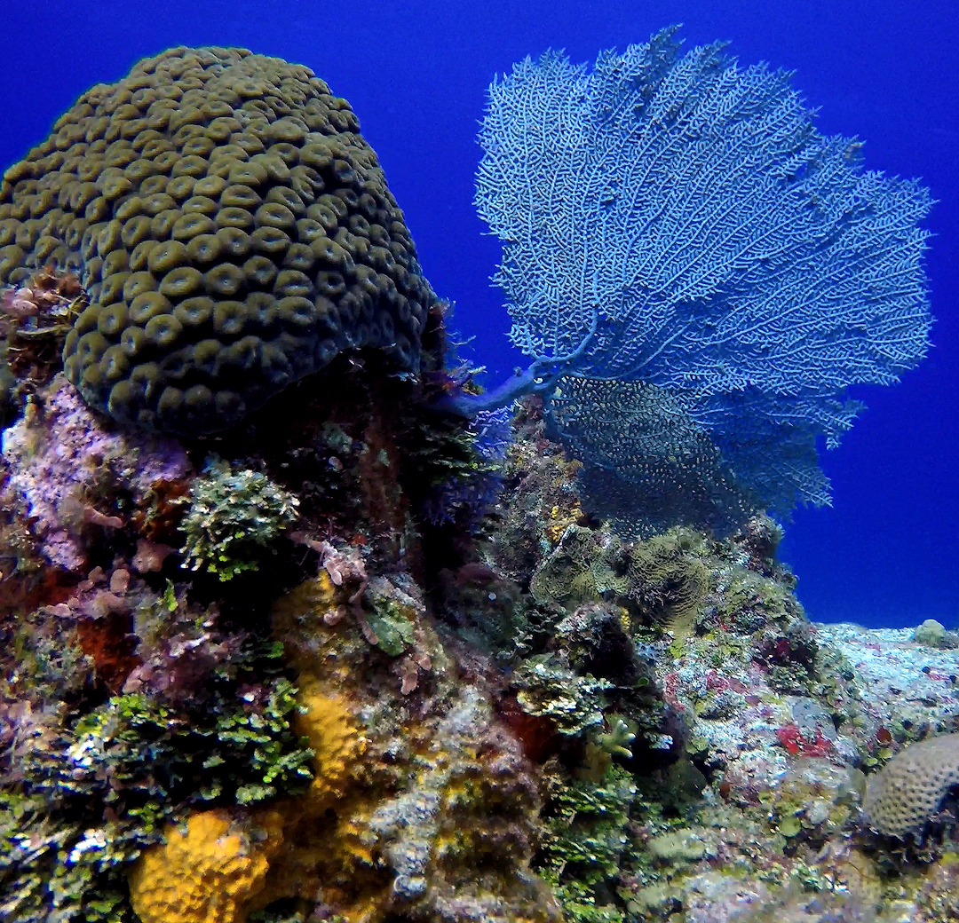 Underwater Gallery Image