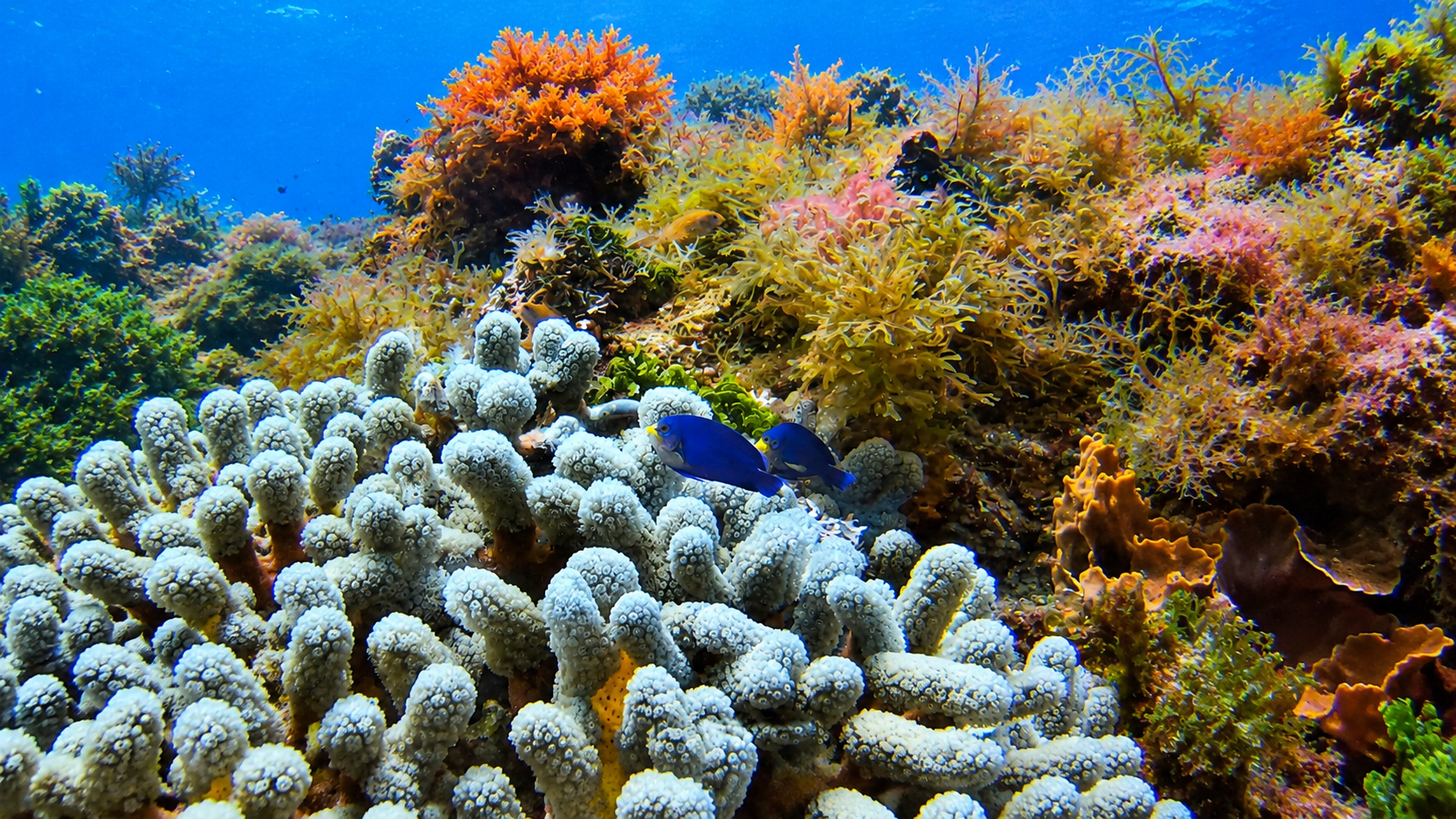 Colorful coral garden on a Cozumel reef