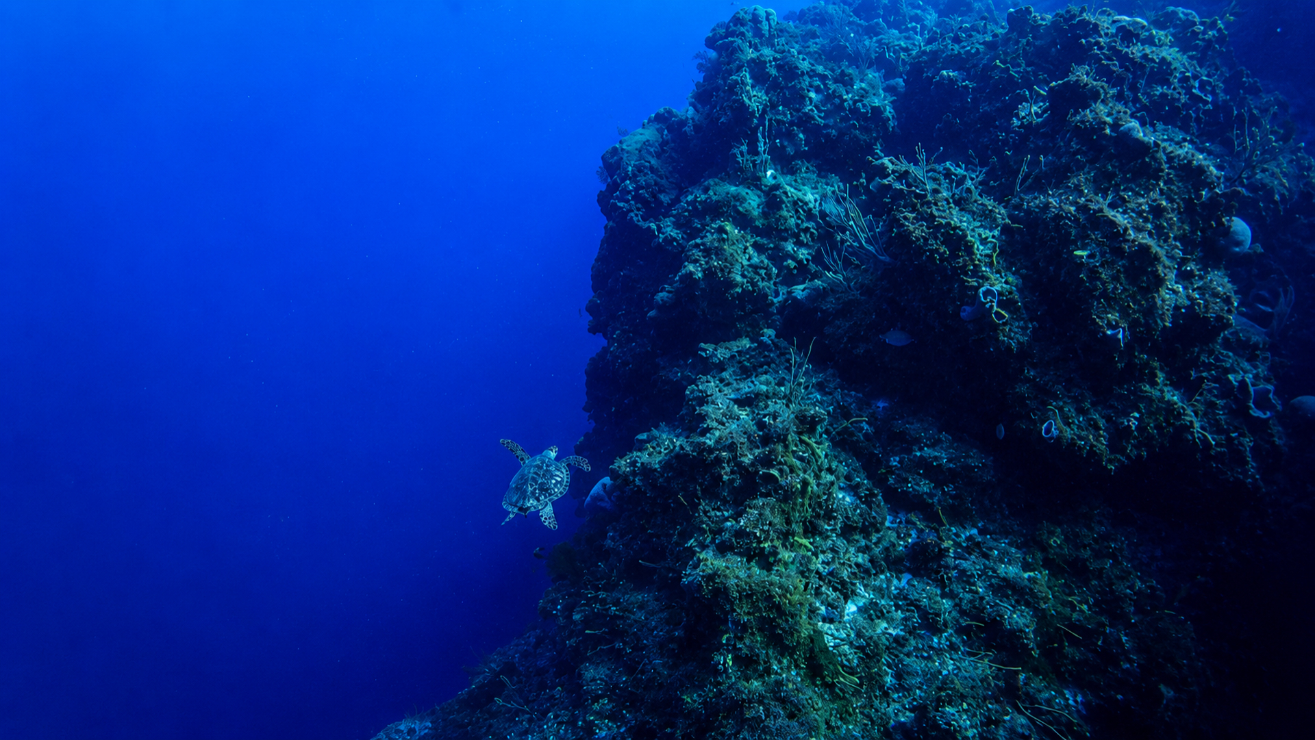 Cozumel reef wall fading into deep blue water