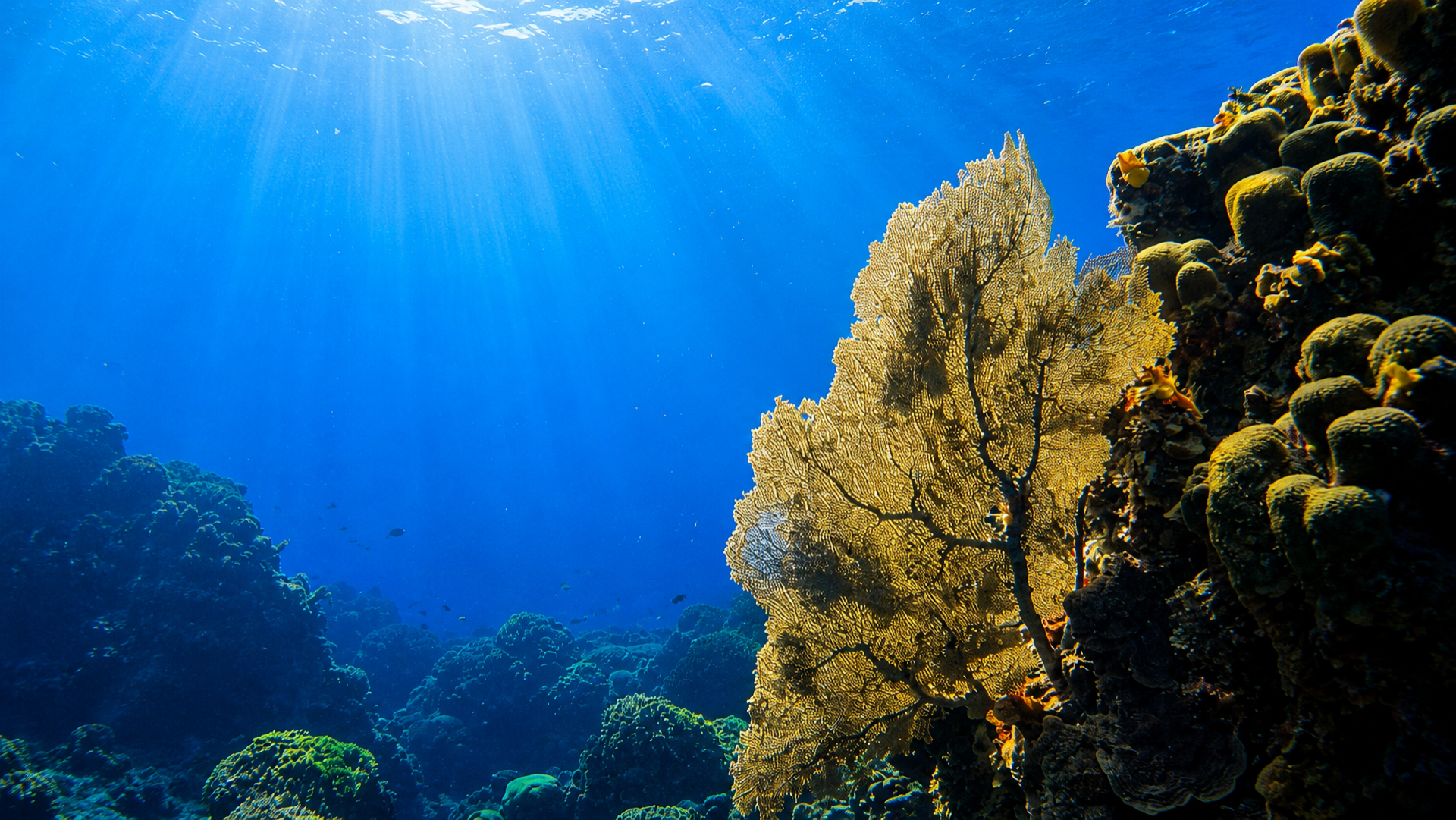 Sunlight filtering over a reef scene