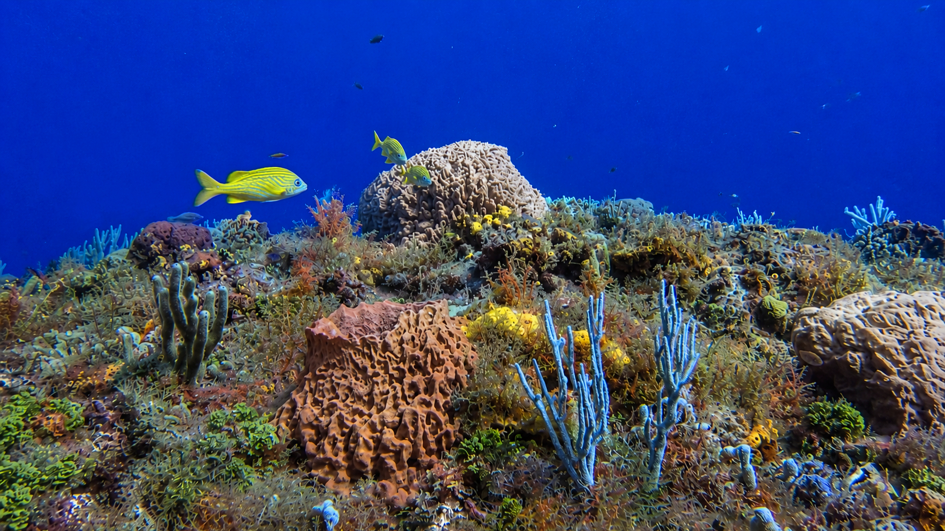 Wide reef ecosystem with coral and marine vegetation