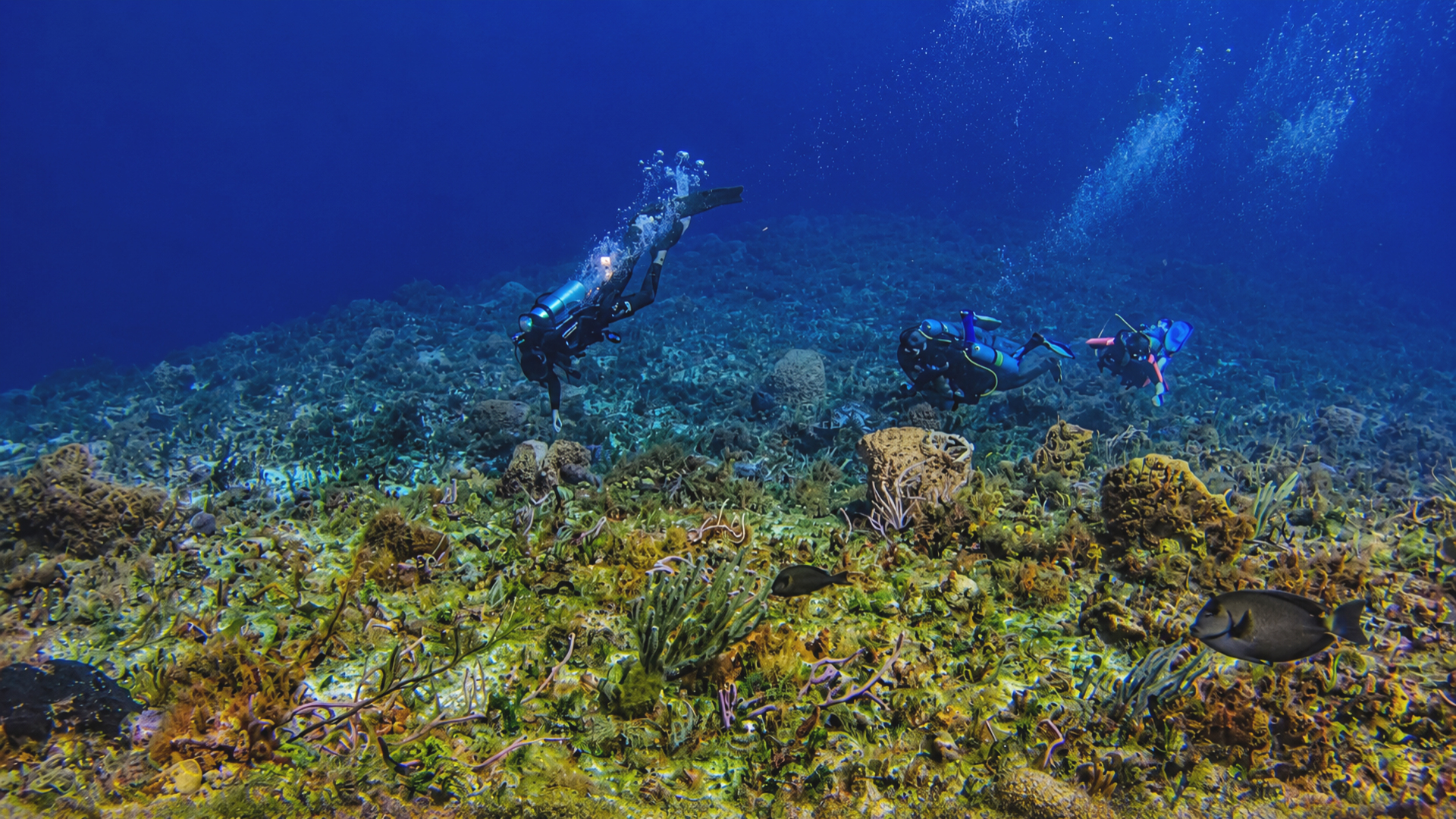 Wide angle reef scene in Cozumel