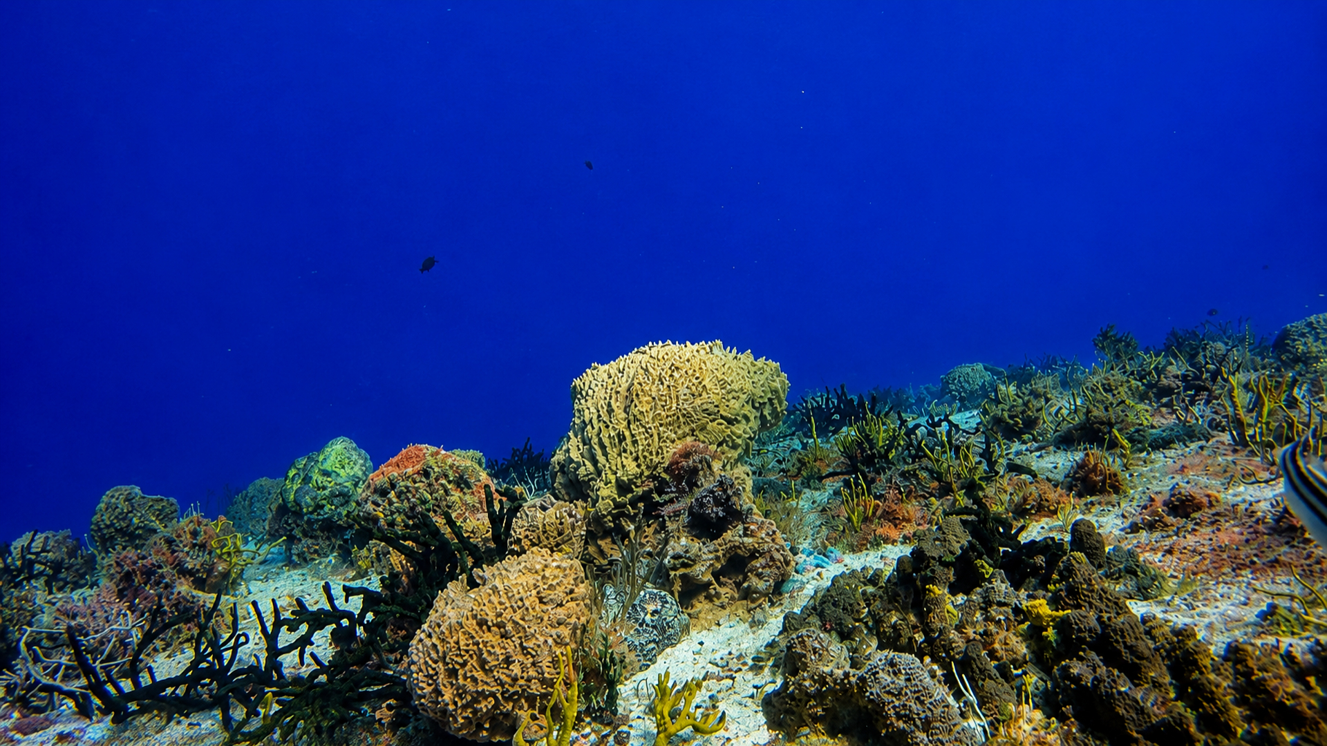 Cozumel reef ridge with blue water above