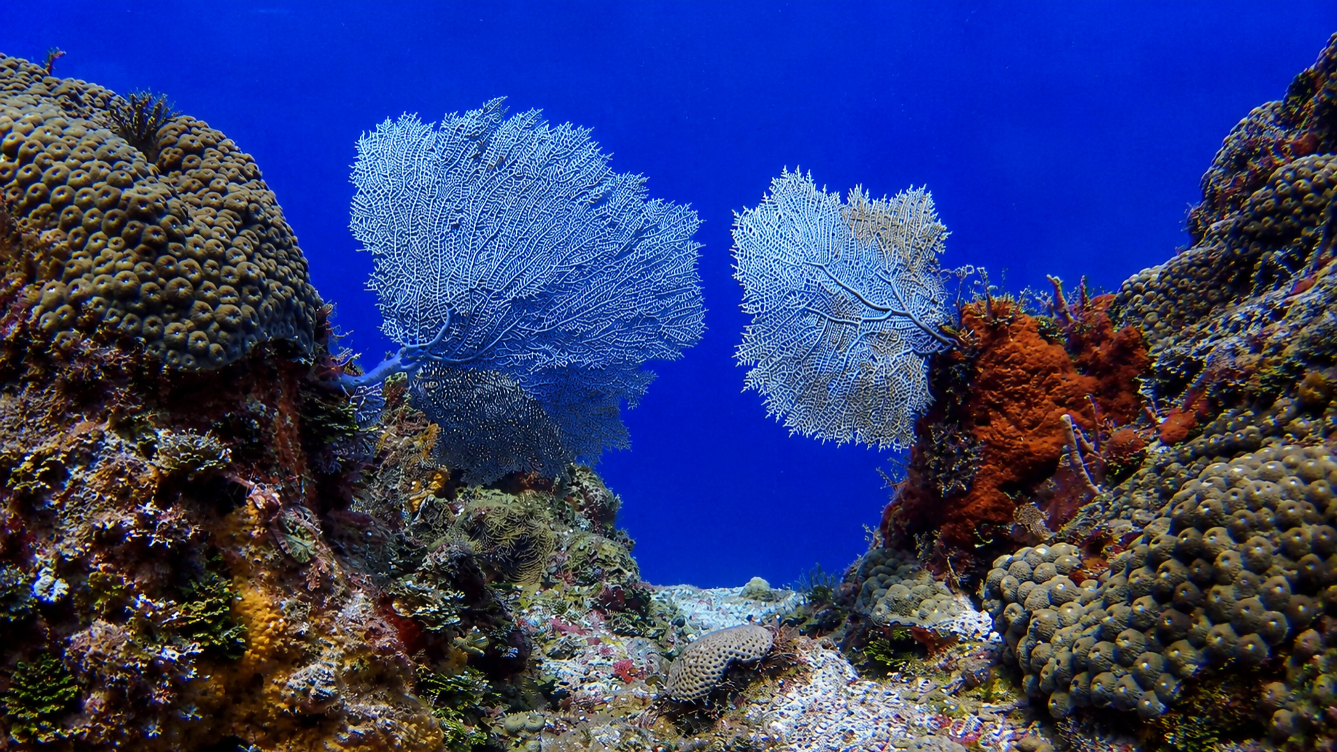 Underwater coral and sponge landscape