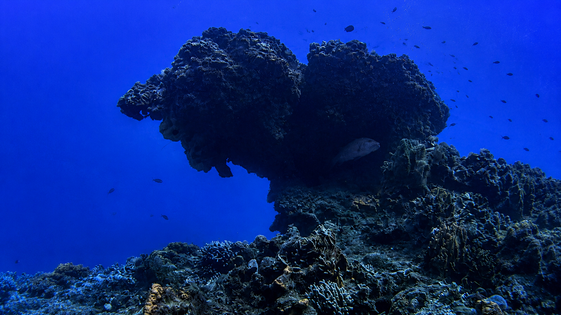 Quiet underwater reef scene in Cozumel