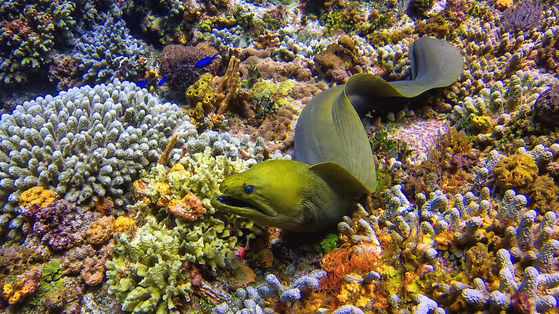 Giant Green Moral Eel