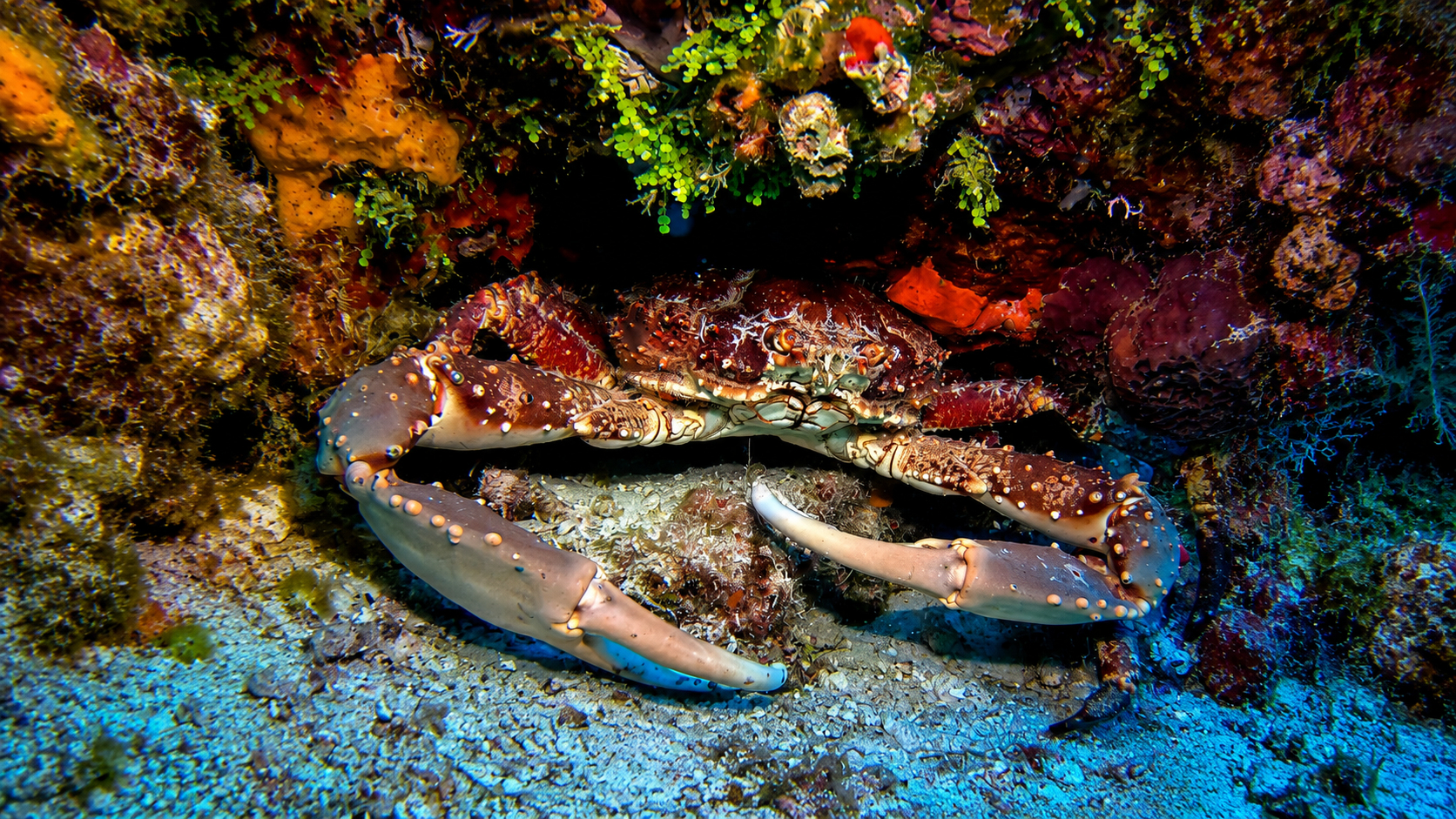 Carribean King Crab
