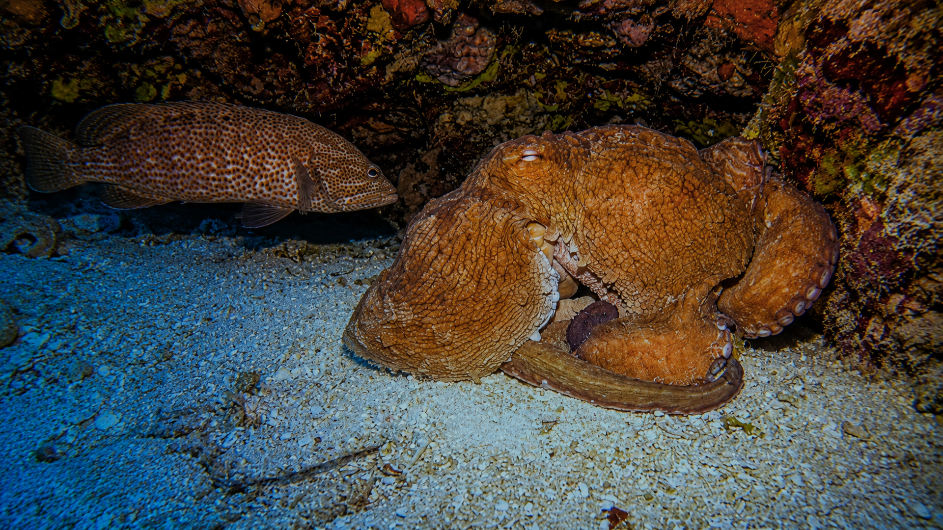 Octopus